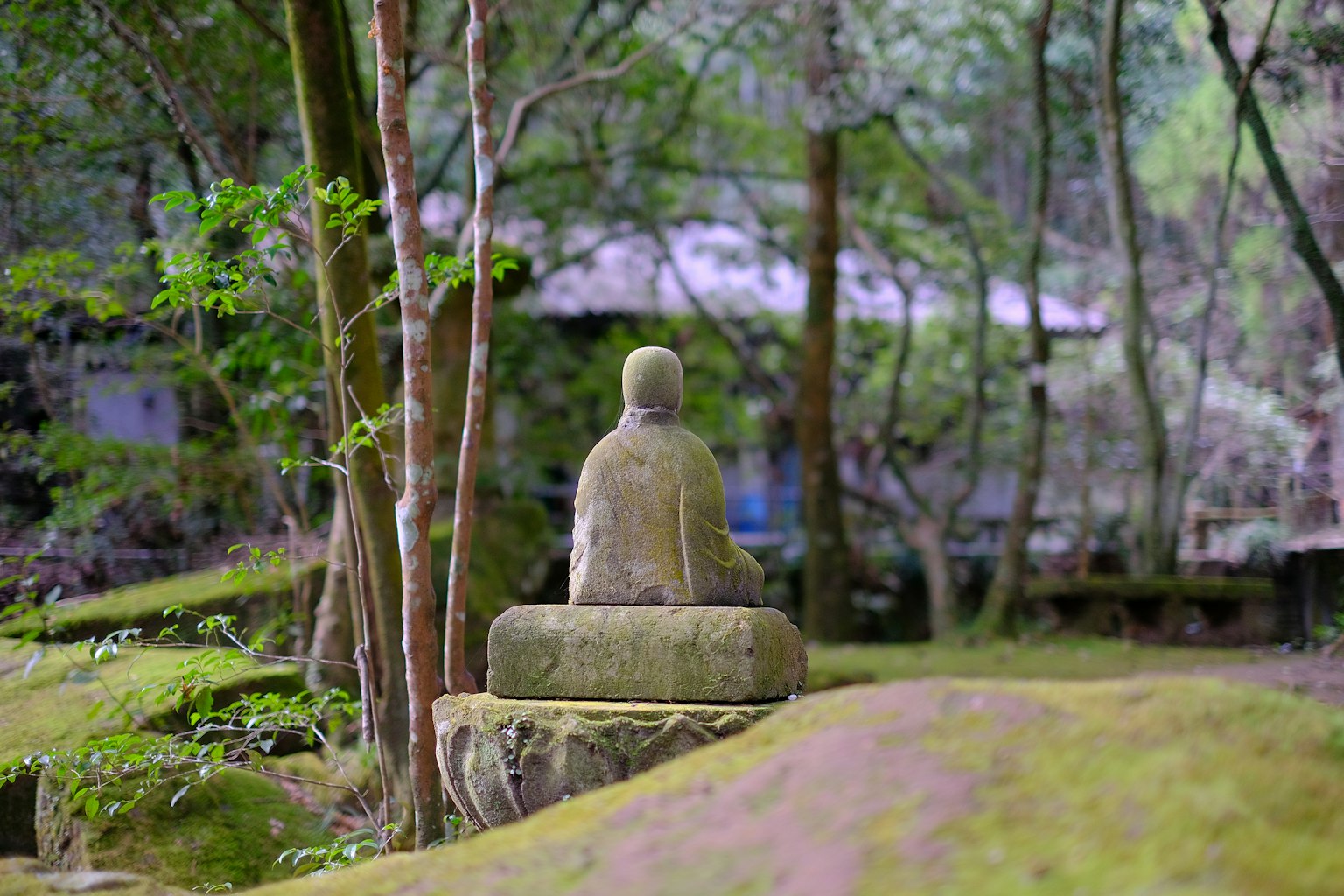 Patung Buddha kuno dikelilingi lumut dan pohon di hutan yang tenang