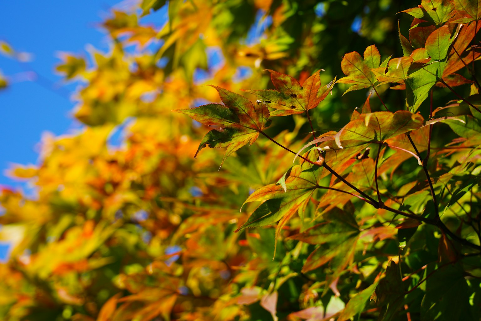 Feuilles d'automne colorées contre un ciel bleu