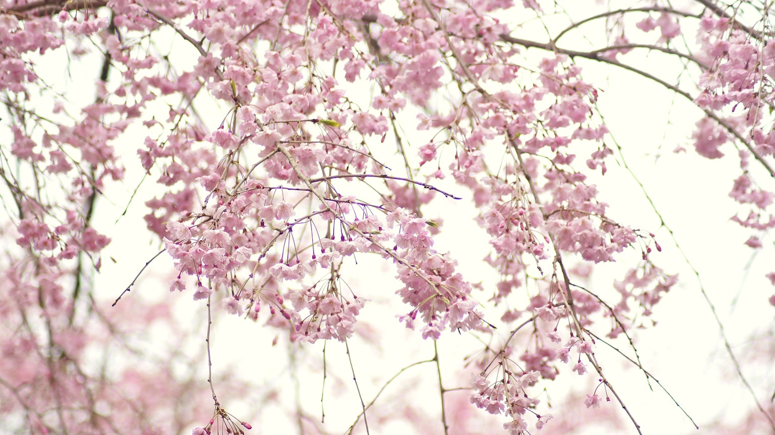 Nahaufnahme von Kirschblütenzweigen mit sanften rosa Blüten
