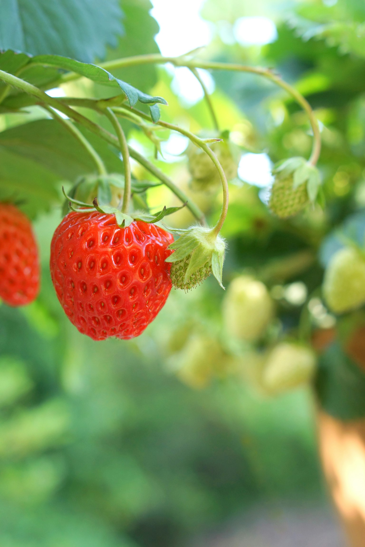 Fragole rosse vivaci appese tra foglie verdi