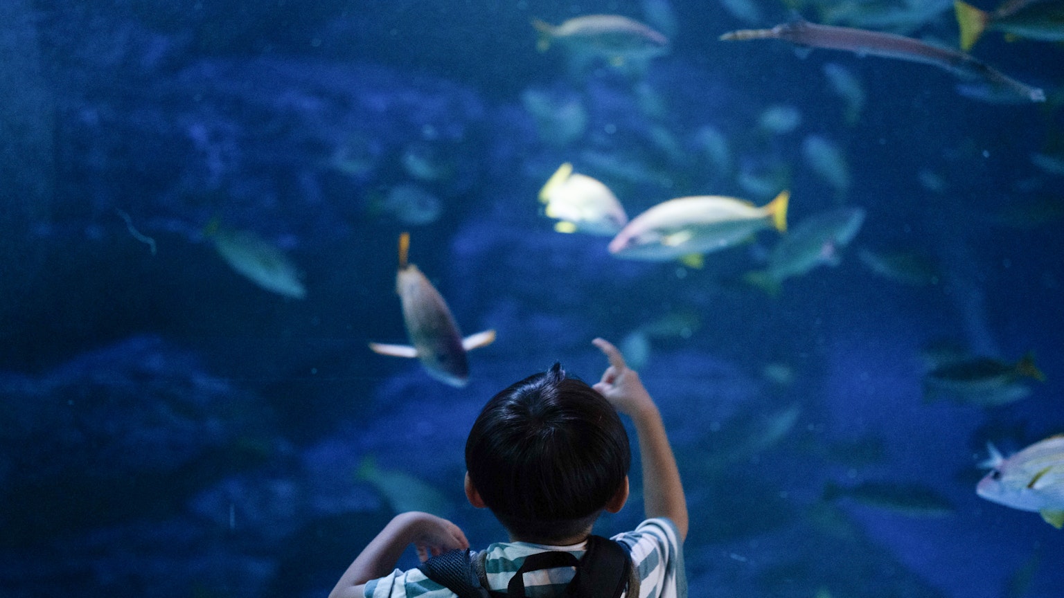 Child pointing at a fish tank in an aquarium with various fish swimming