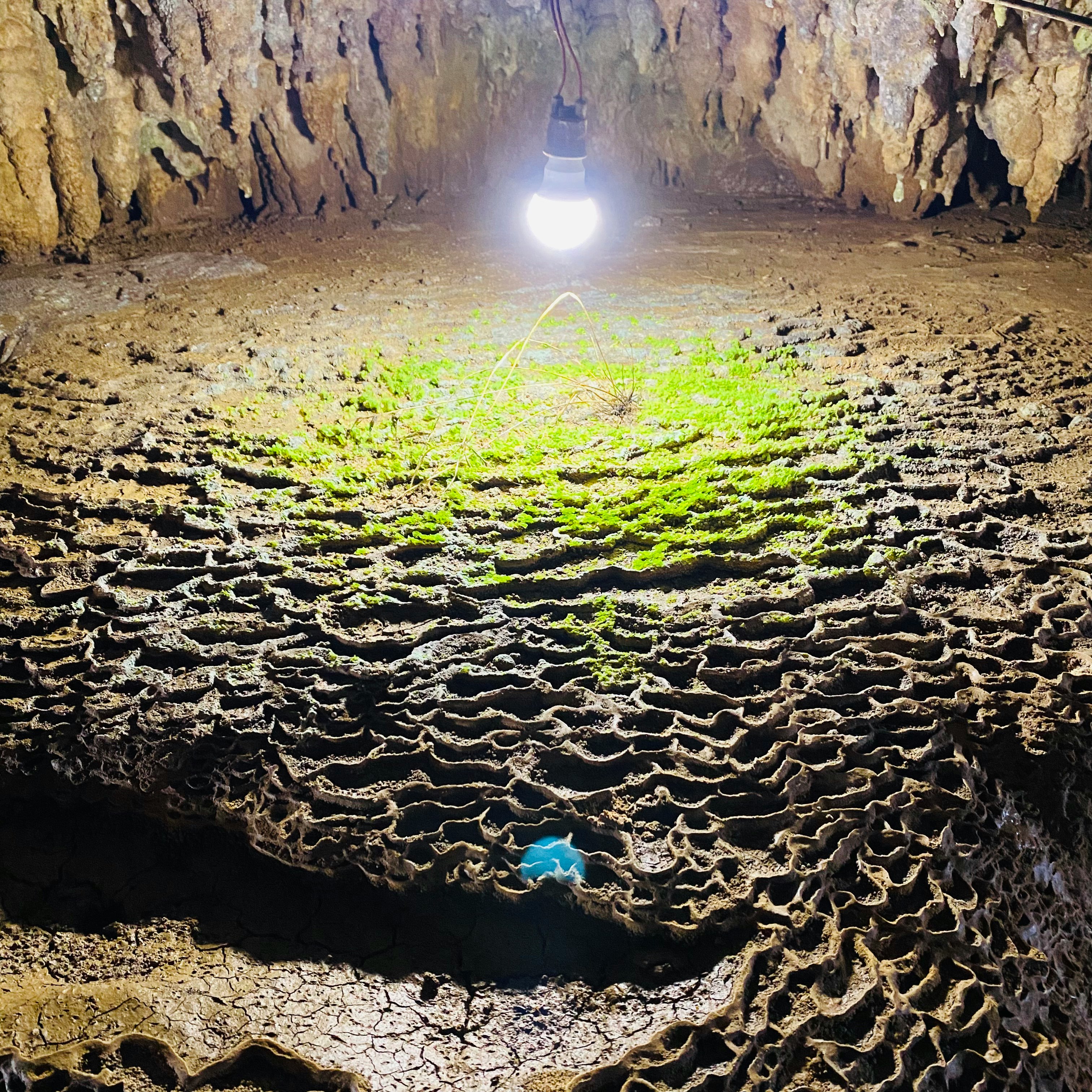 鍾乳洞の床に広がる苔と光の差す洞内景観