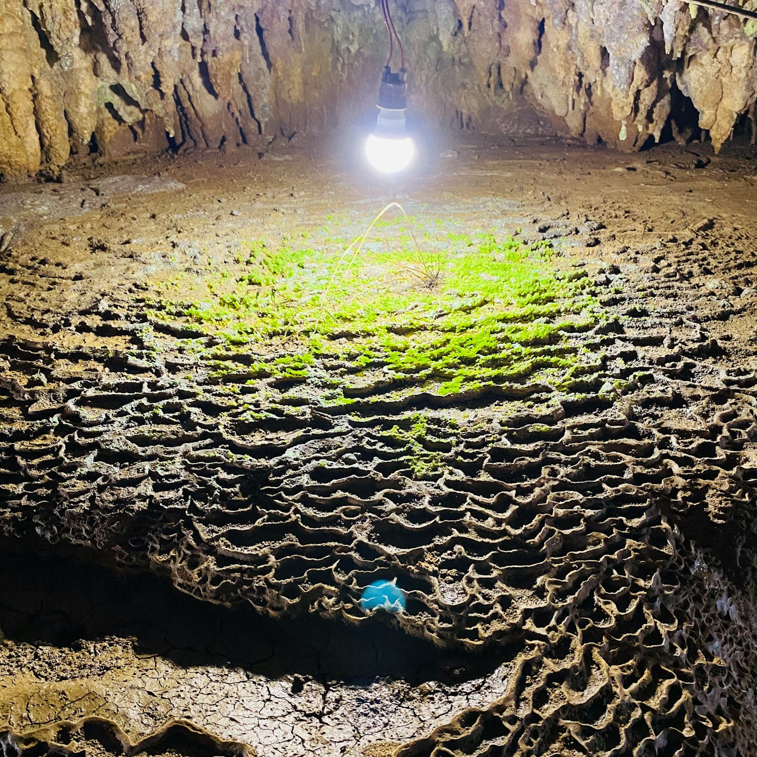 洞穴內部有綠色苔蘚和頂部燈光