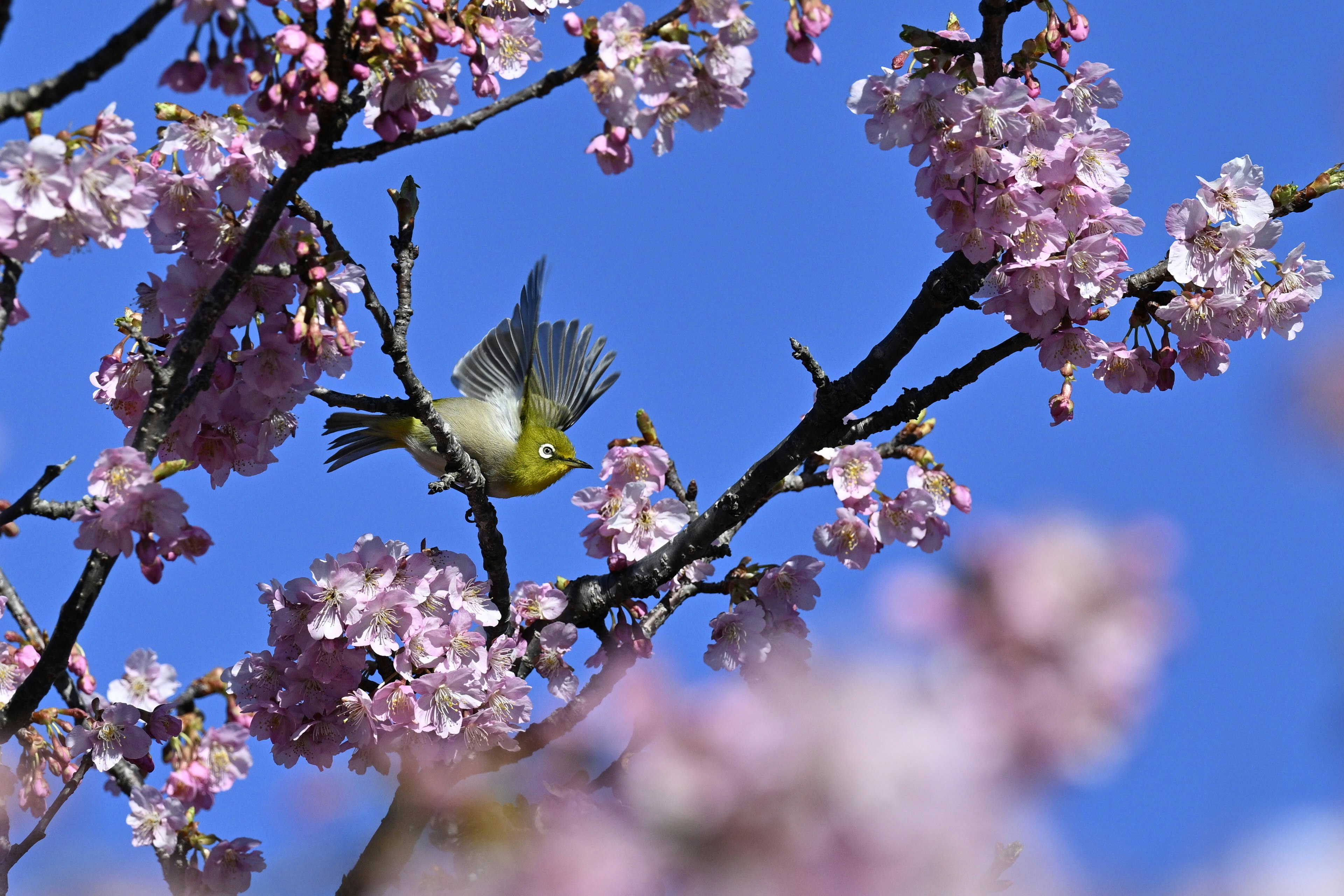 桜の花と小鳥が枝にとまる青空の風景