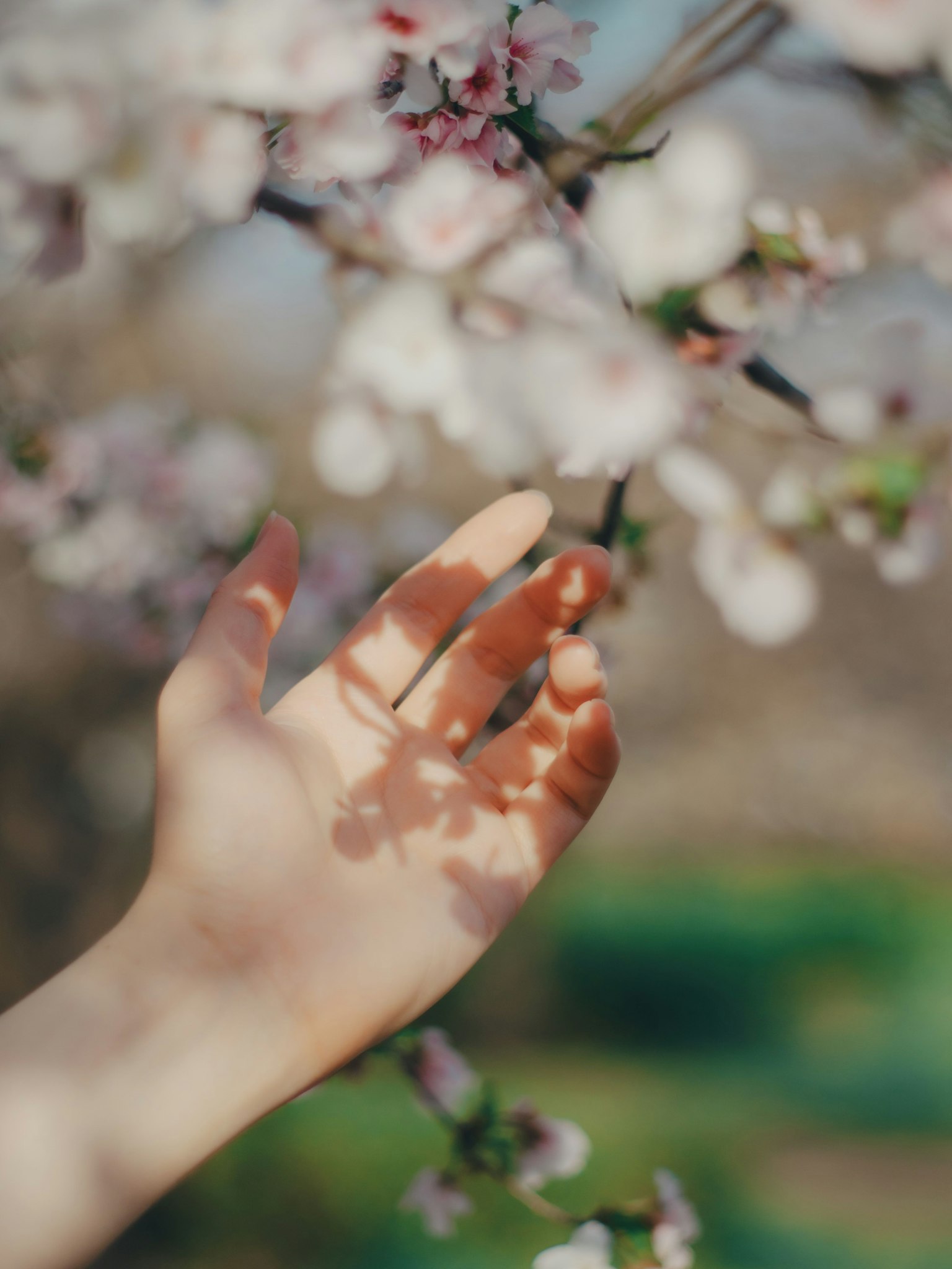 Eine Hand, die sich ausstreckt, um Kirschblüten mit weichen Blütenblättern und schönen Schatten zu berühren