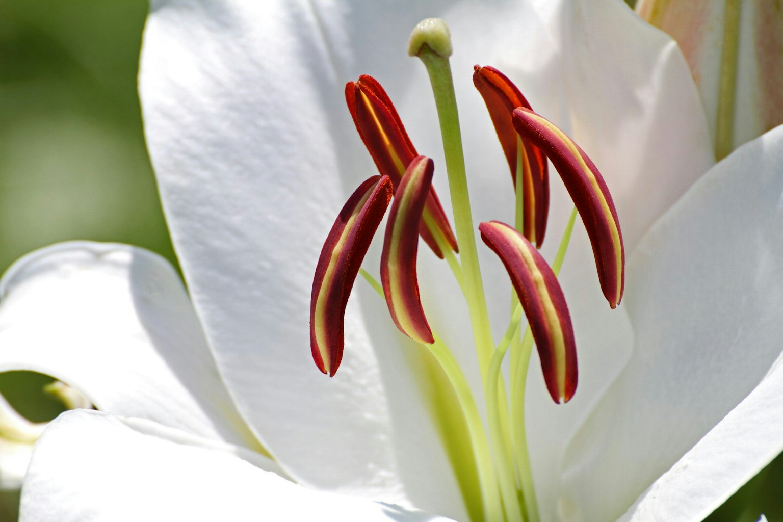 Acercamiento a una flor de lirio blanco con estambres rojos