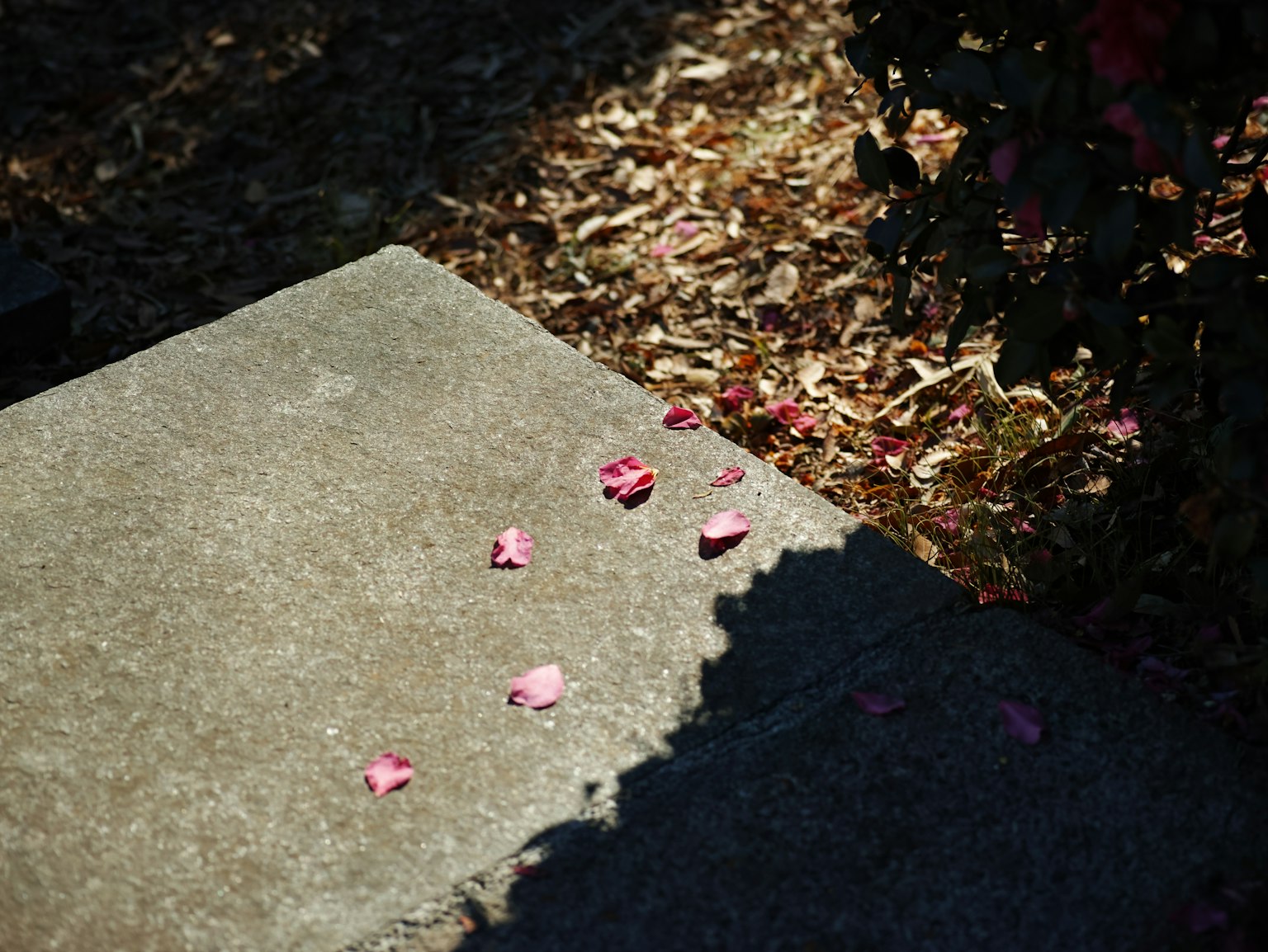 Petali di fiori rosa sparsi su un sentiero pavimentato con ombra