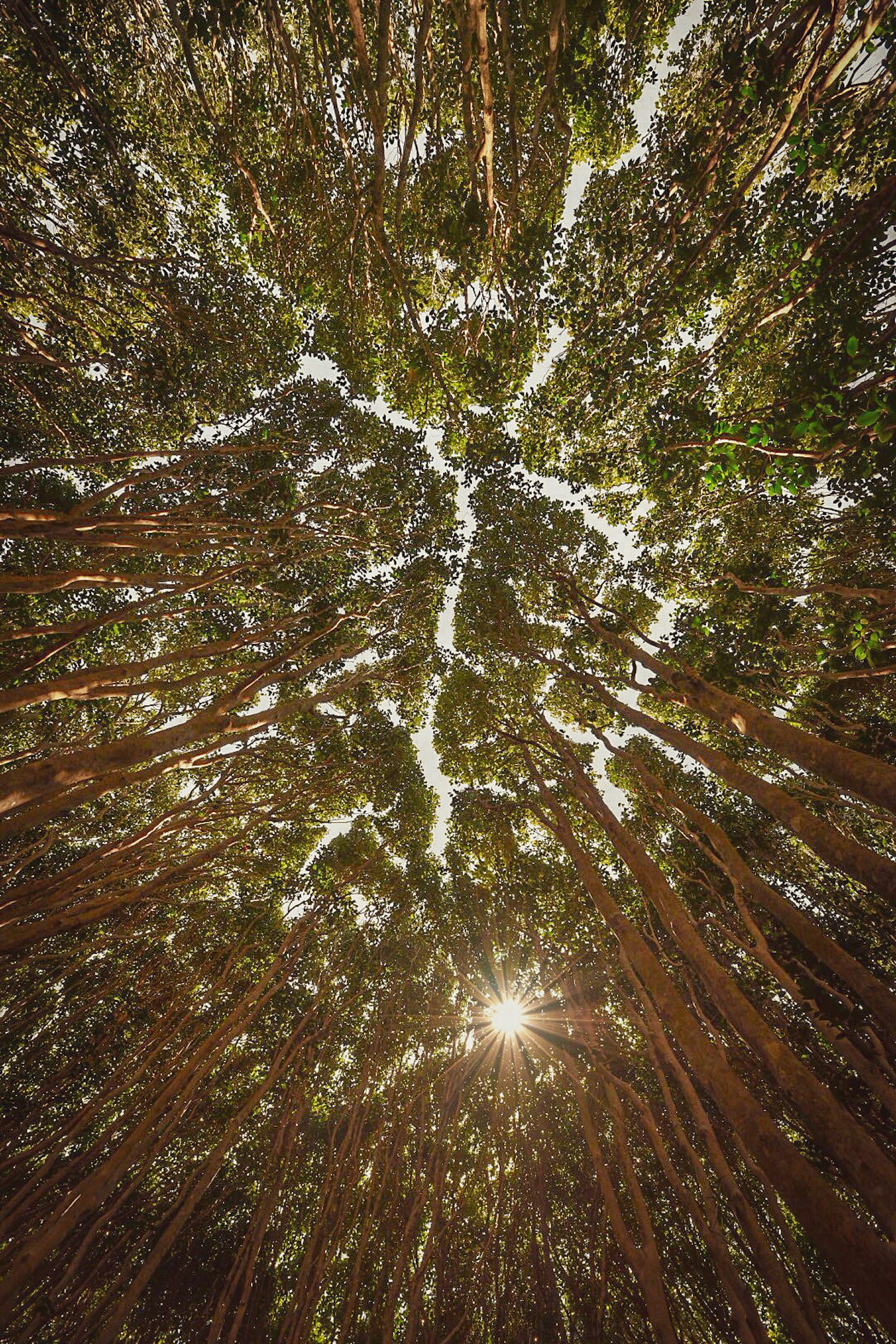 向上看森林樹冠的景象，陽光透過樹木灑下
