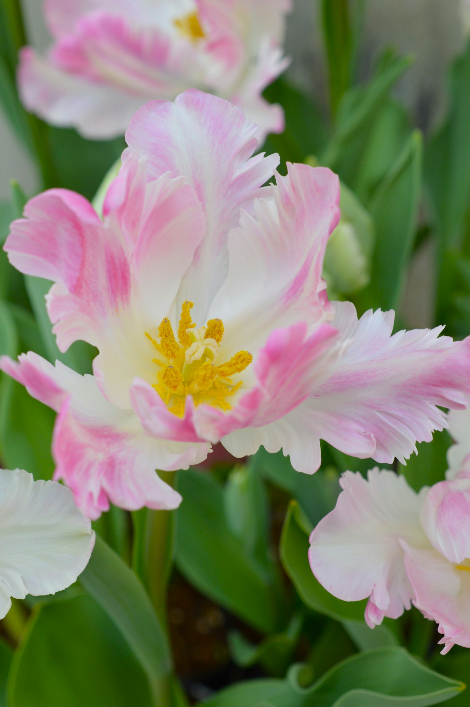 Bellissimi fiori di tulipano rosa e bianco in fiore