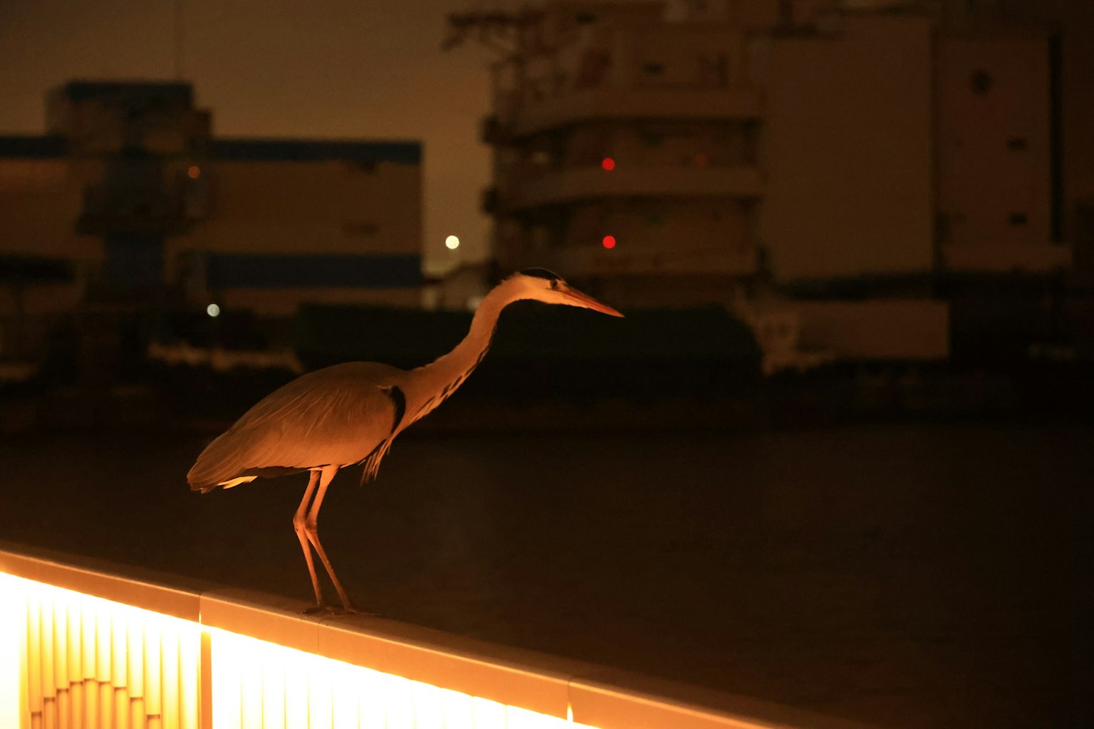 Ein Reiher steht nachts am Hafen mit Gebäuden im Hintergrund