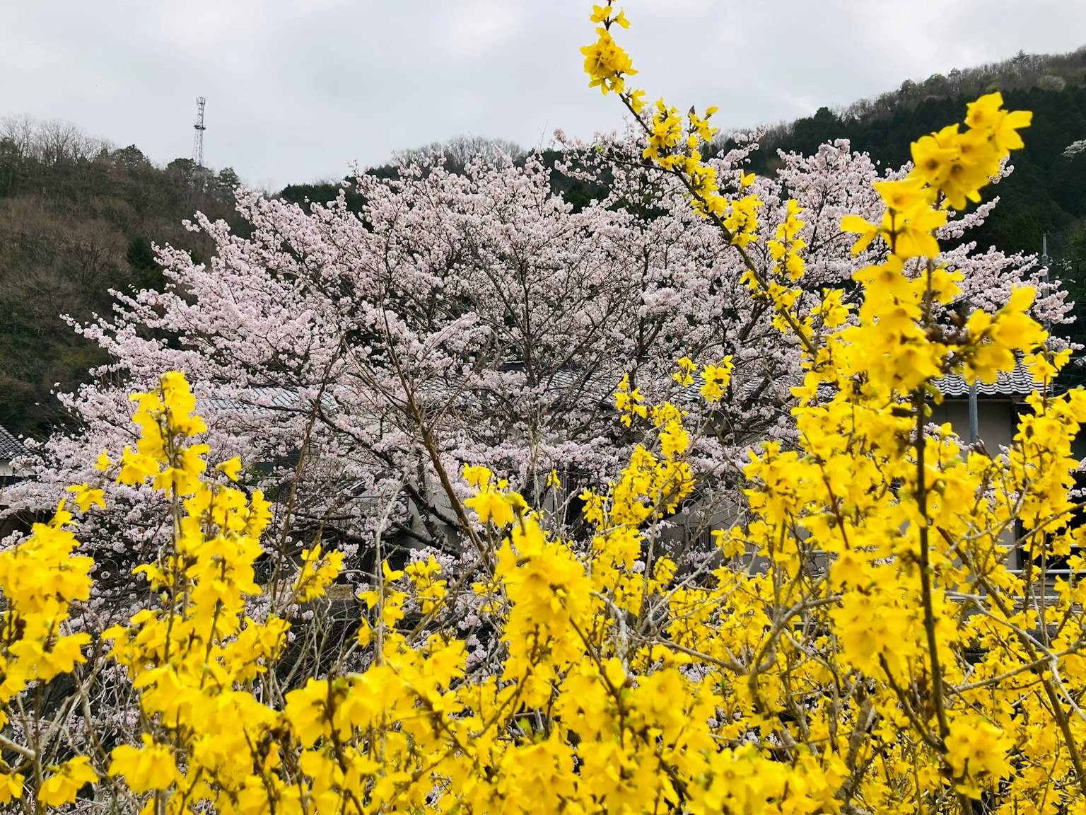 Paysage avec des cerisiers en fleurs et des fleurs jaunes vives