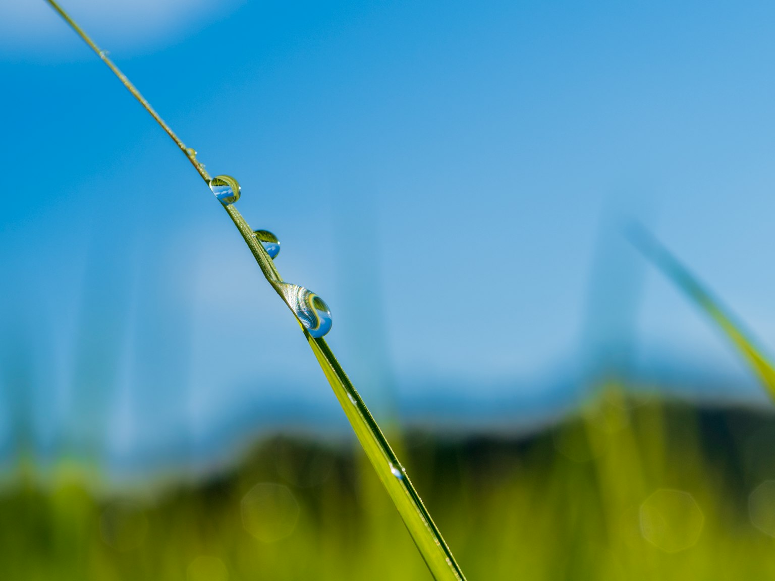 Acercamiento de hierba verde con gotas de agua bajo un cielo azul