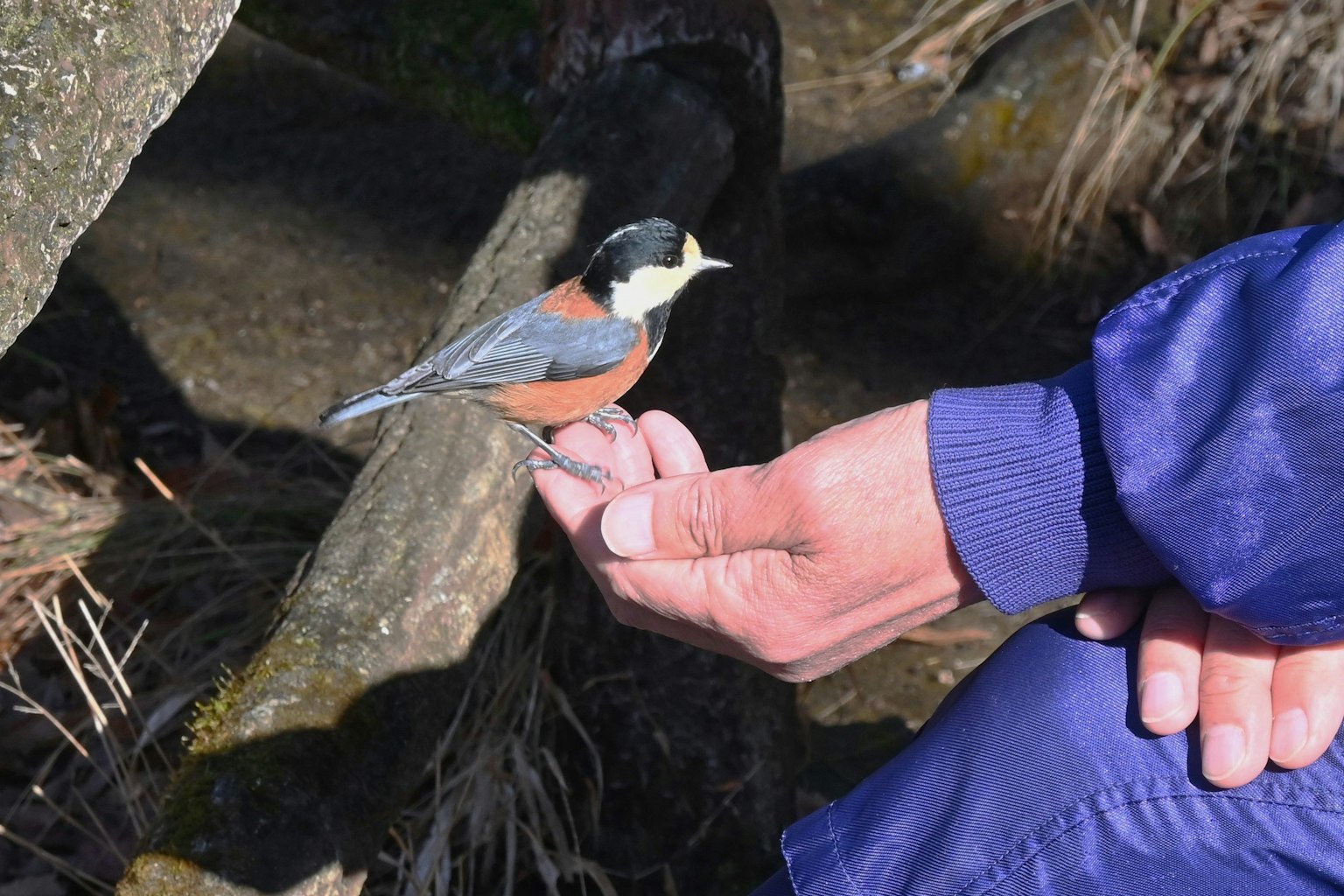 Un piccolo uccello appollaiato su una mano con uno sfondo naturale