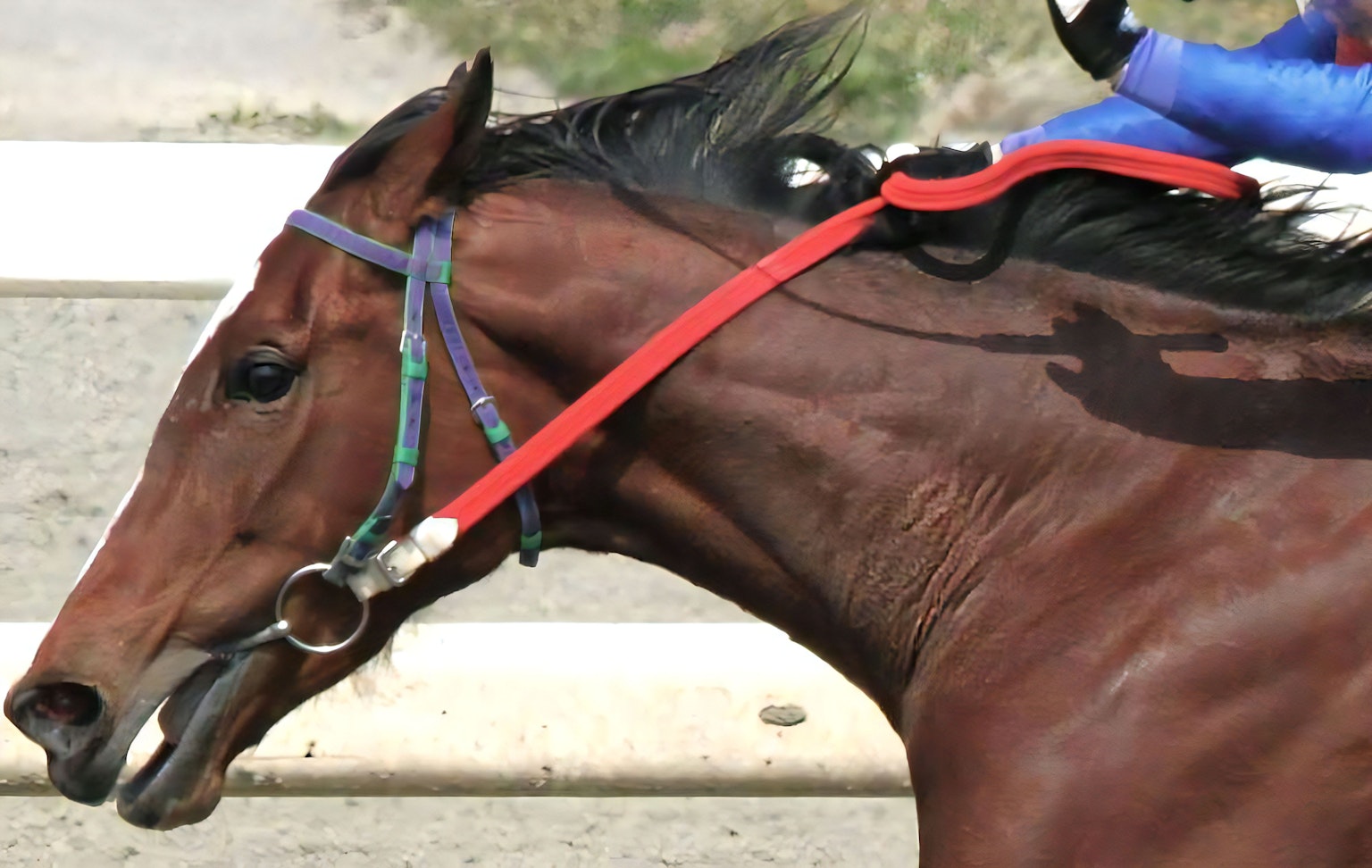 Close-up image of a racehorse during a race with a jockey's hand on its neck