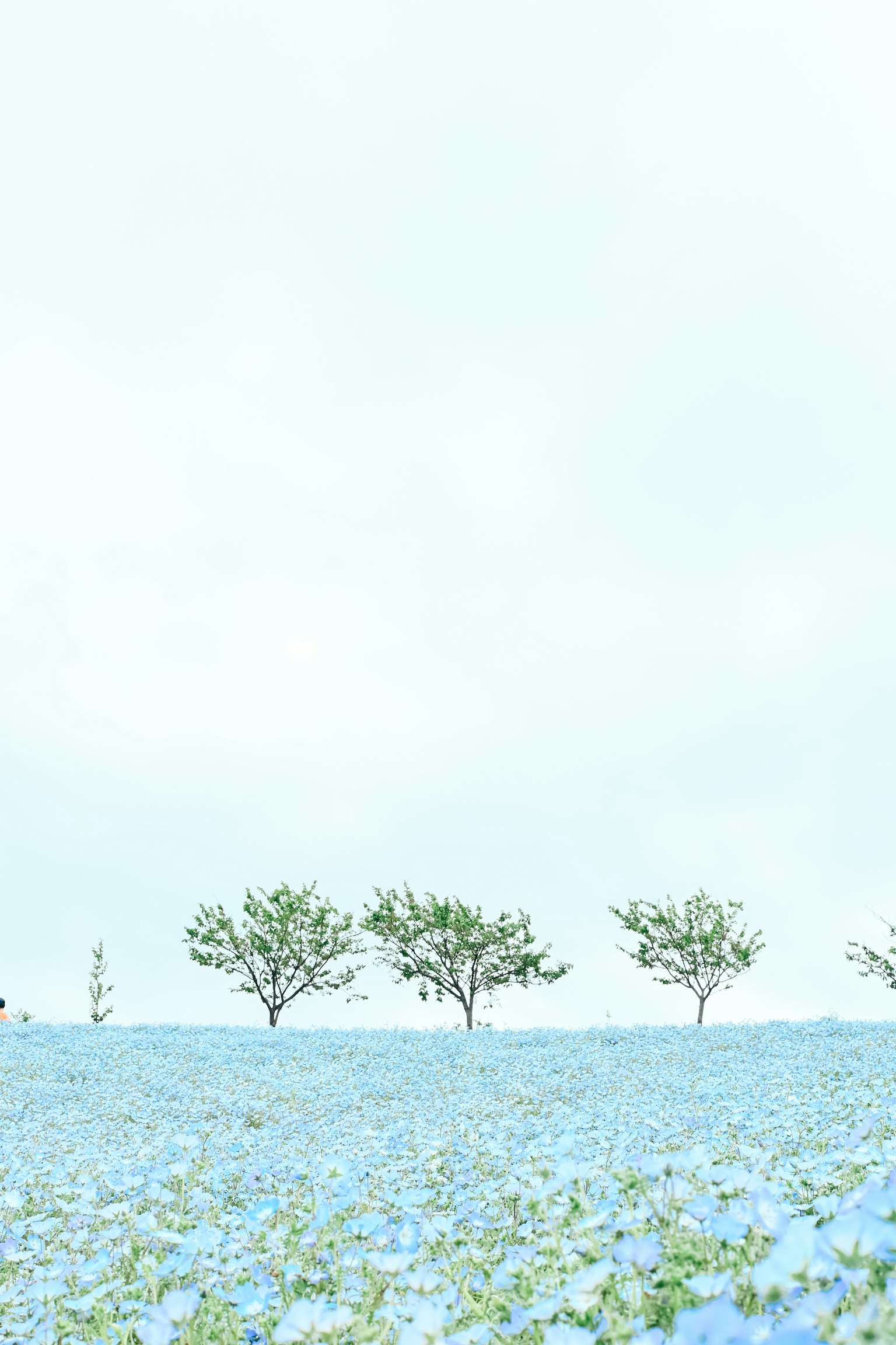 Pemandangan dengan ladang bunga biru dan beberapa pohon