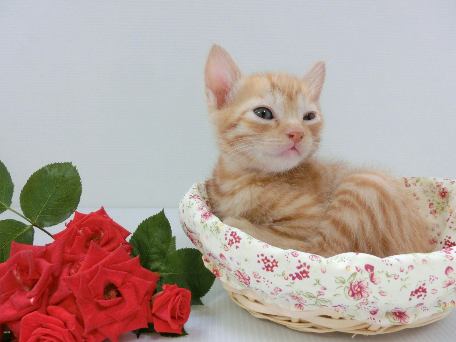 Un chaton orange assis dans un panier fleuri avec des roses rouges en arrière-plan