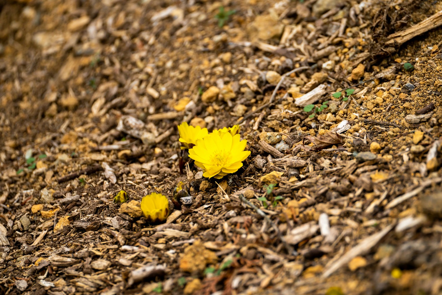 Gelbe Blumen auf dem Boden umgeben von Mulch
