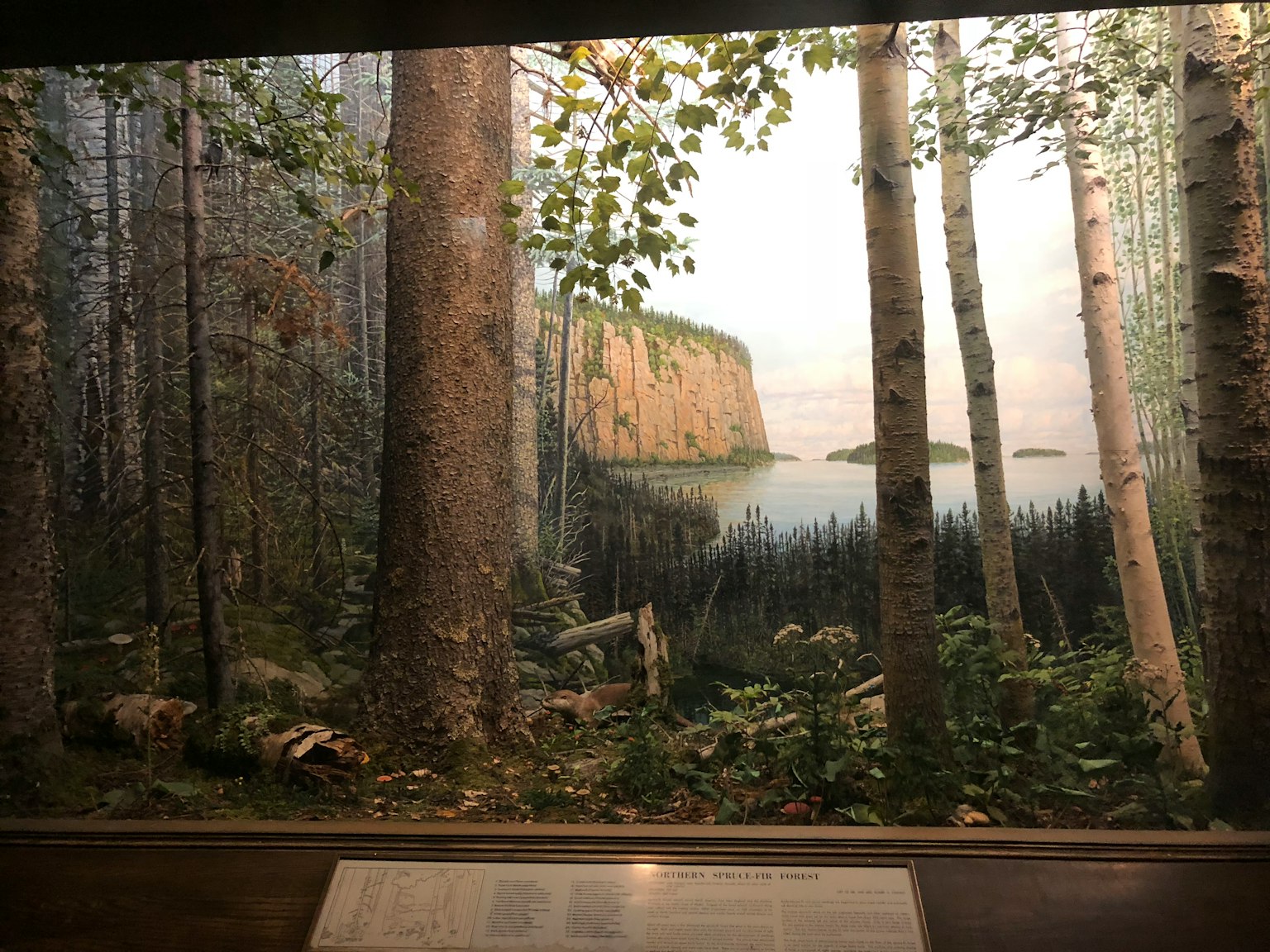 Natural diorama depicting a forest and lake scene