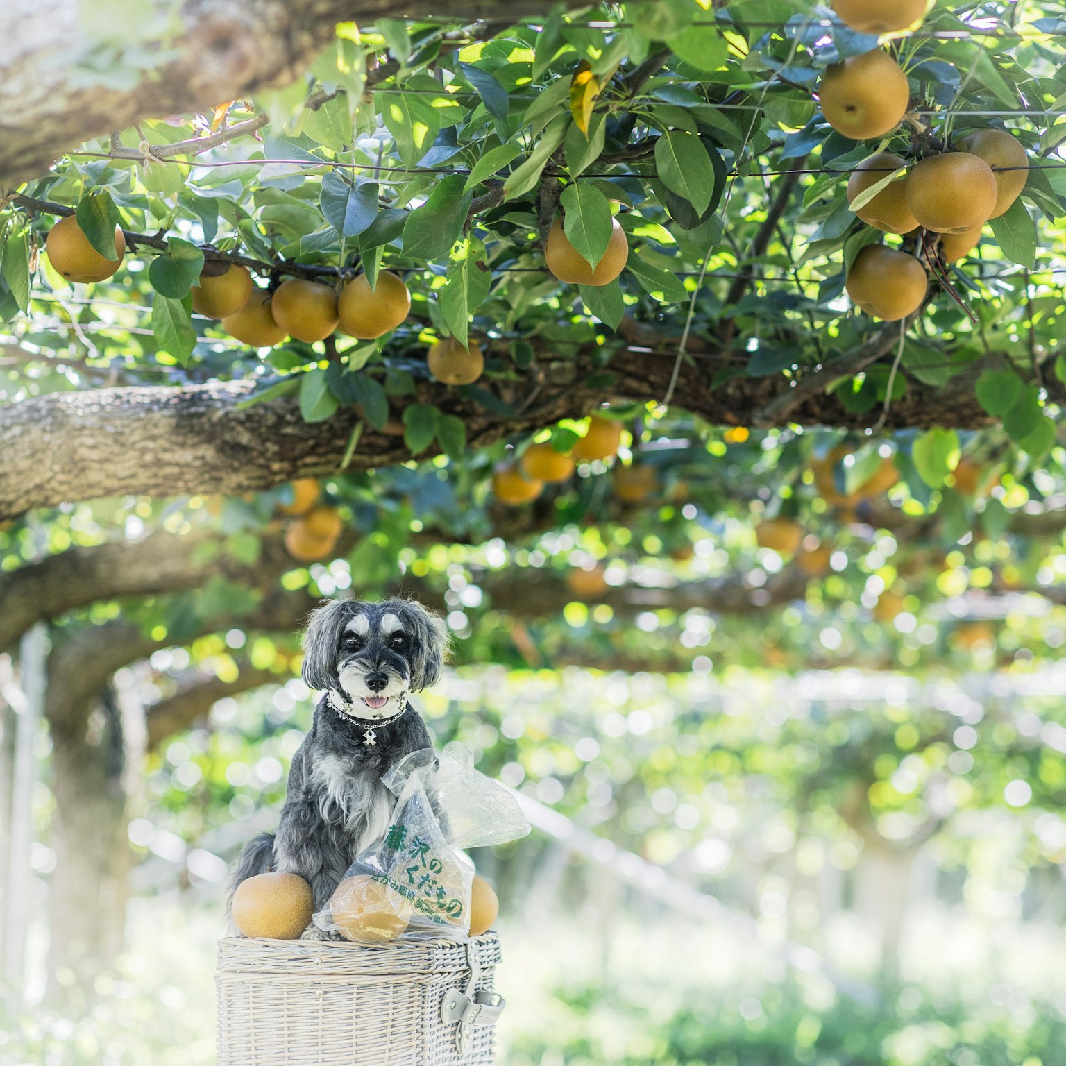 Ein Hund sitzt auf einer Kiste zwischen Orangenbäumen mit reifen Orangen