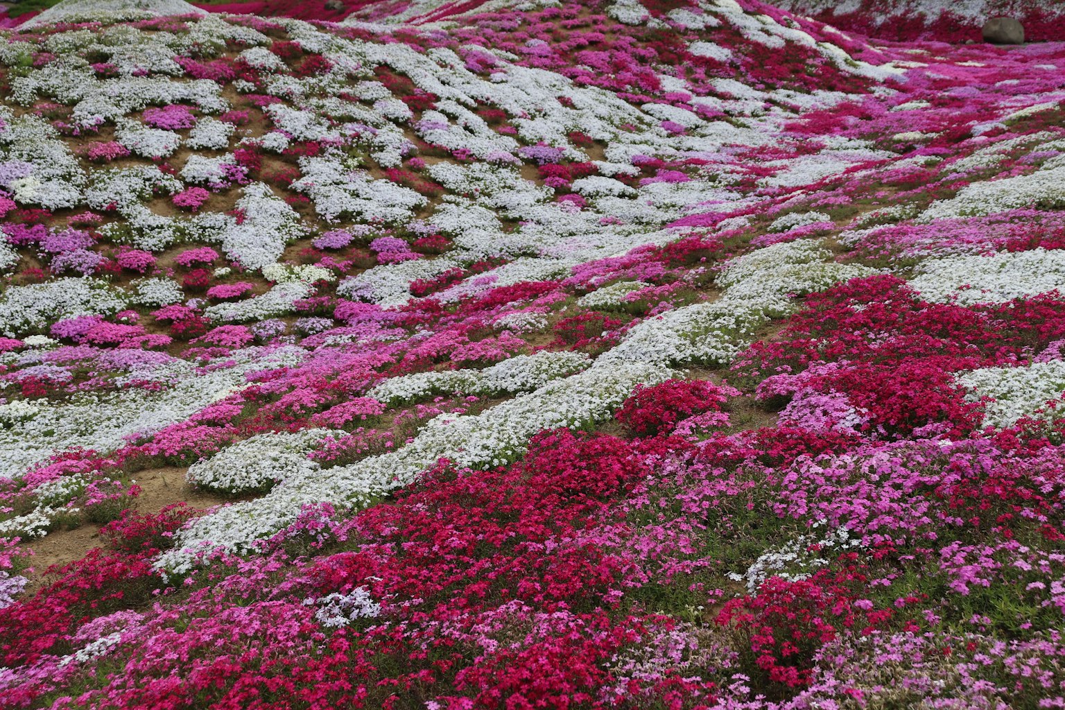 Lebendiges Feld mit rosa und weißen Blumen in einer natürlichen Umgebung