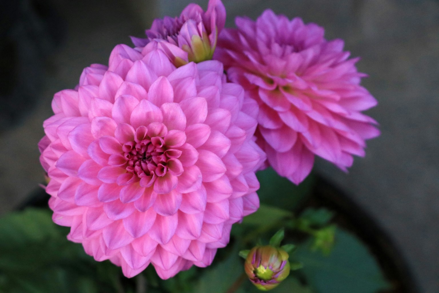 Fiori di dahlia rosa vibrante in fiore