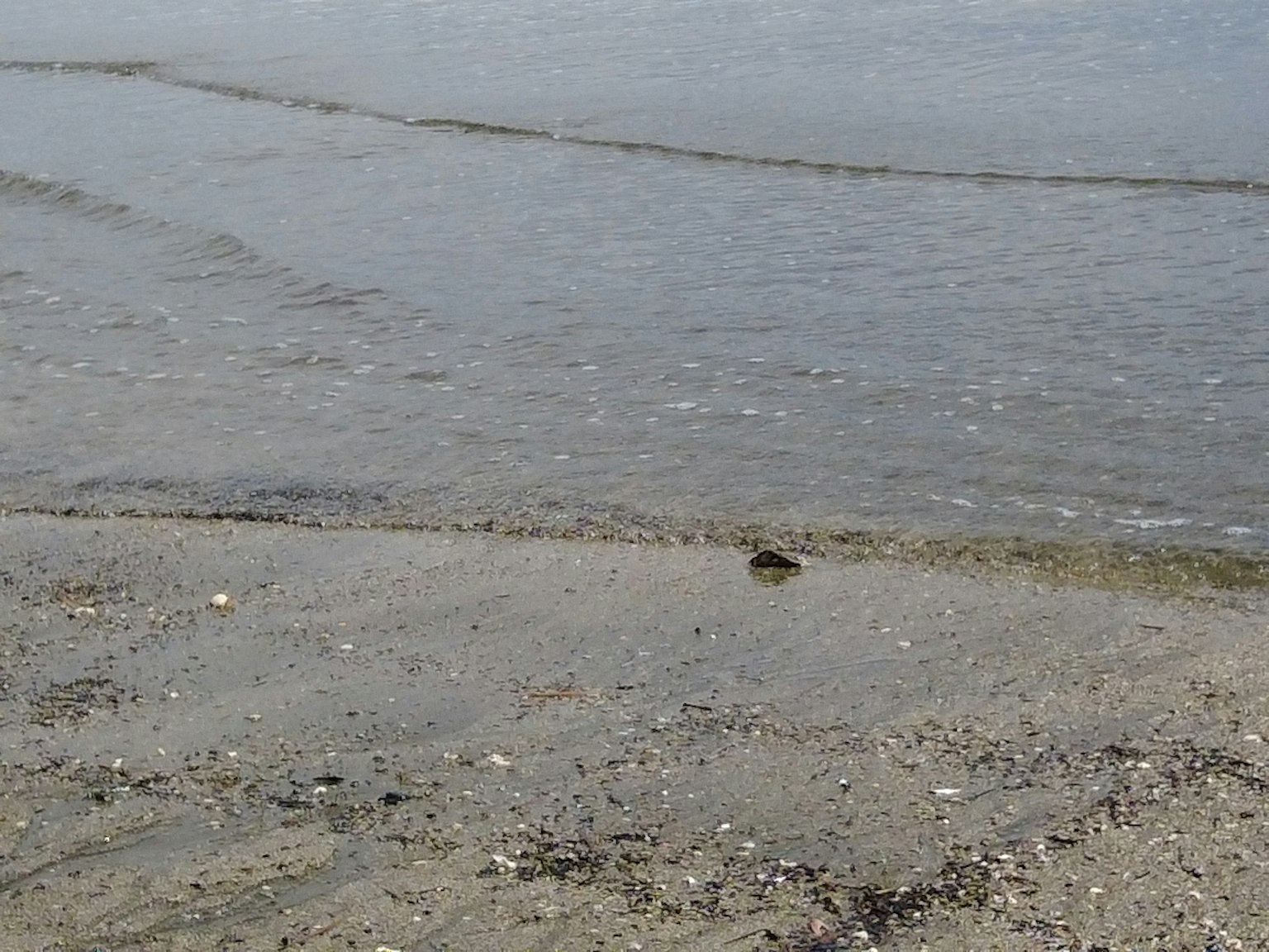 Coastal scene featuring a sandy shore and gentle waves