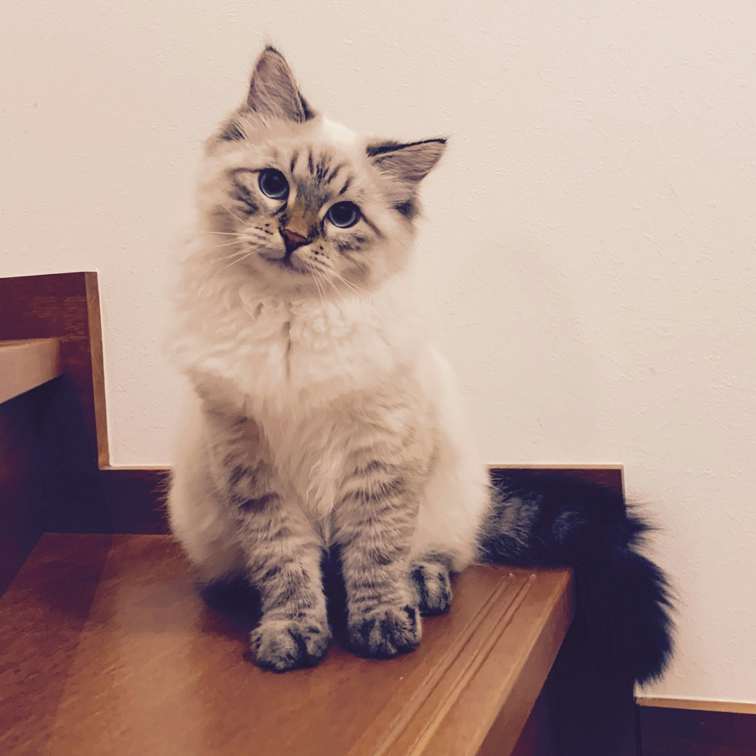 Eine flauschige Katze mit weißem und grauem Fell sitzt auf einem Holztisch