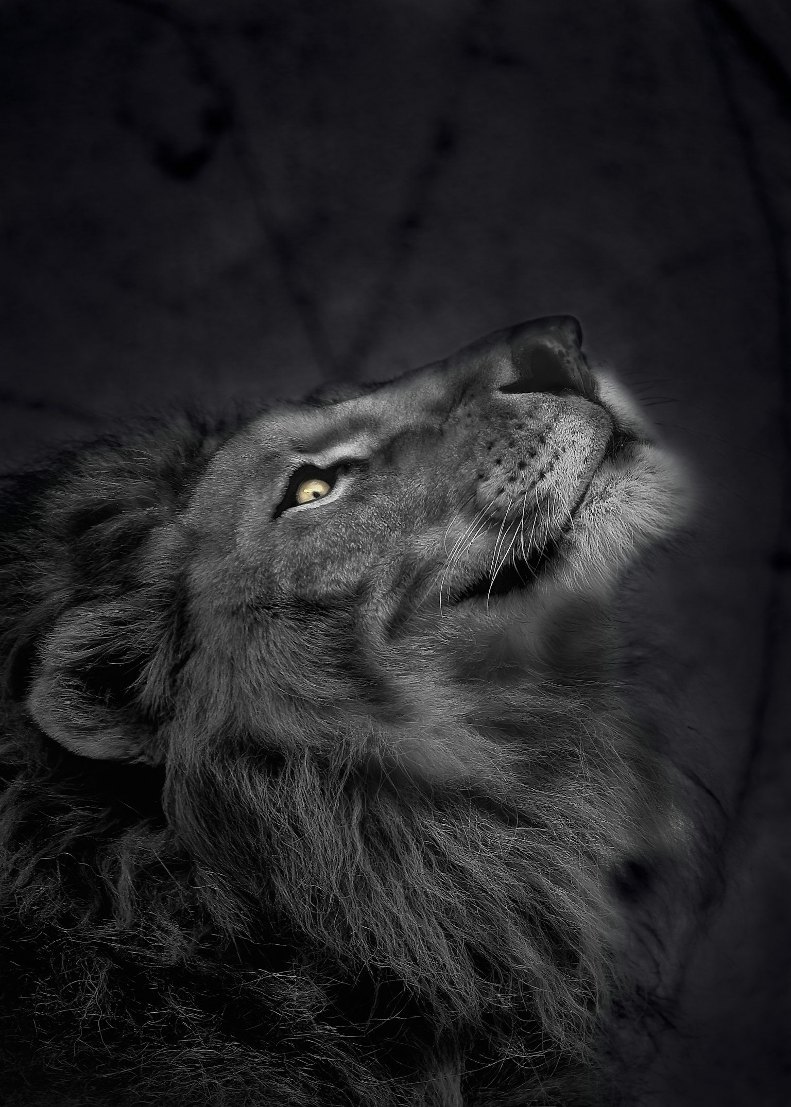 Lion's face looking up against a dark background