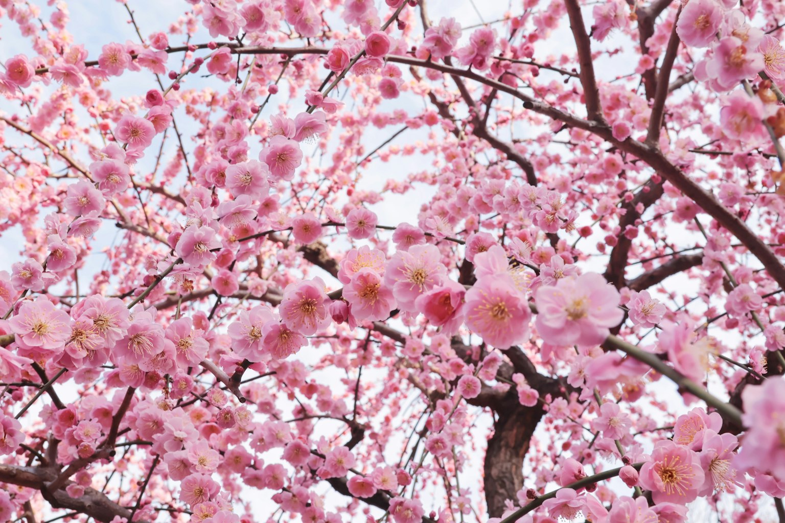 Close-up cabang pohon sakura sedang mekar