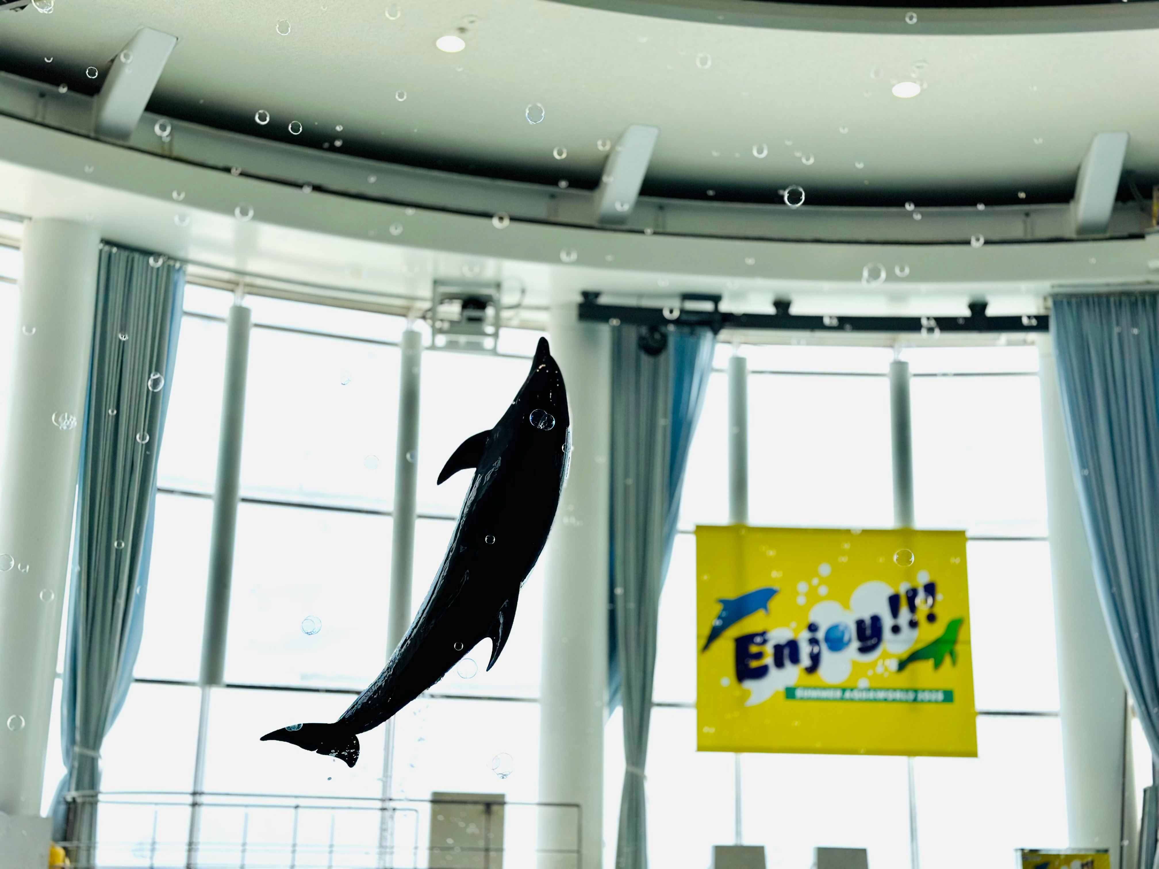 水族世界海豚表演中跳躍的海豚
