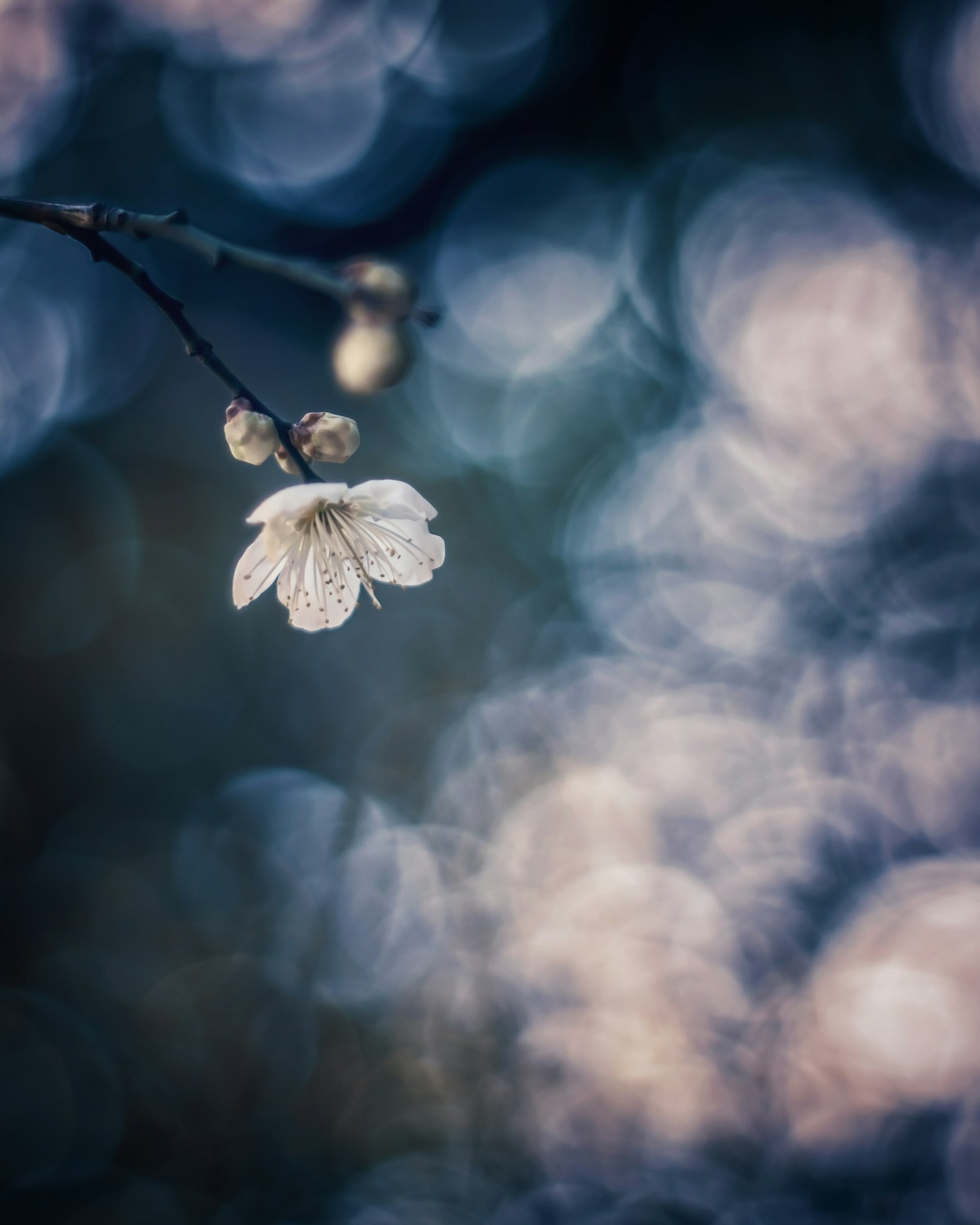 부드러운 배경에 있는 벚꽃과 봉오리의 사진