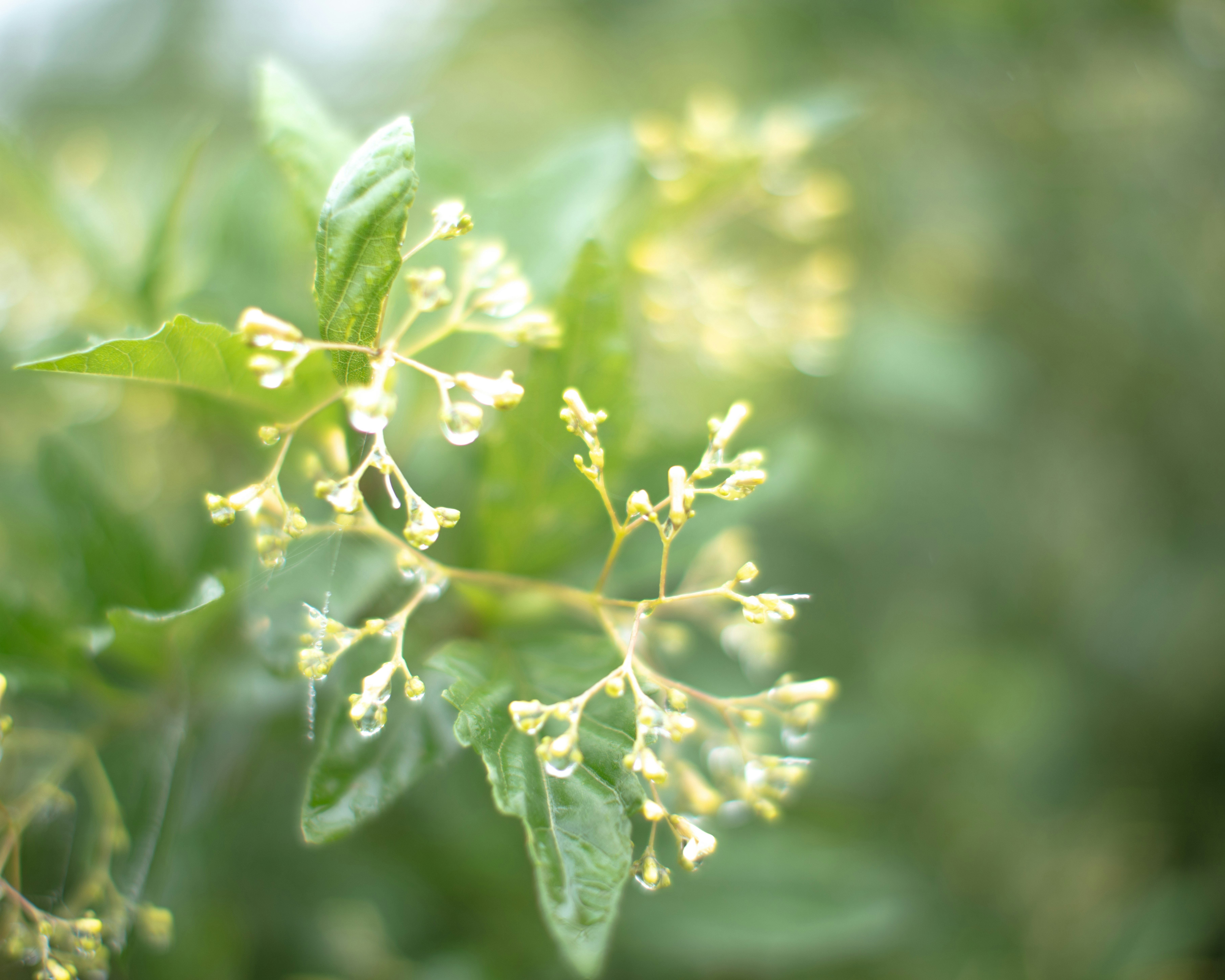 木の葉の先に咲く小さな花と新緑の光