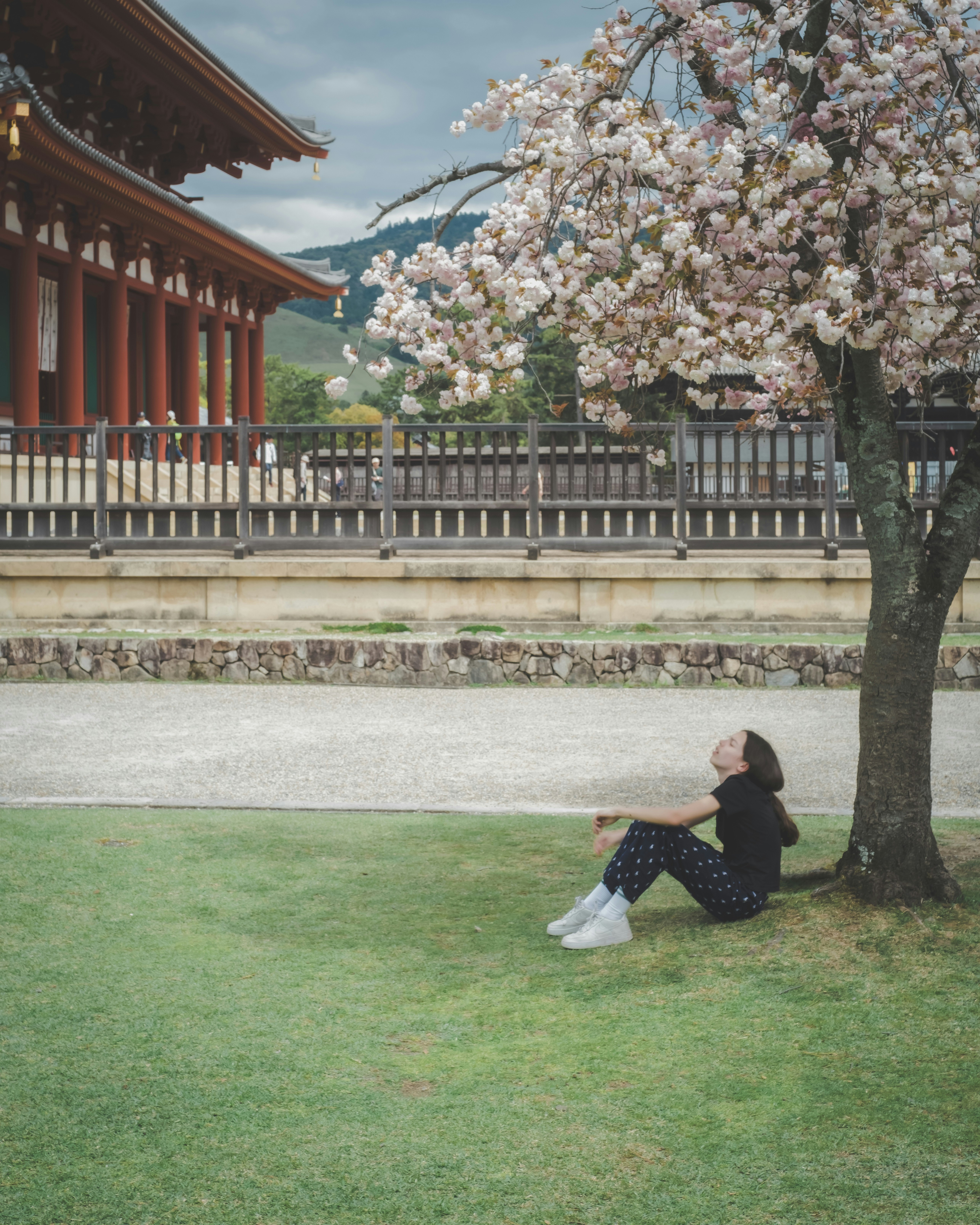 奈良・興福寺の桜の木の下で花見する人