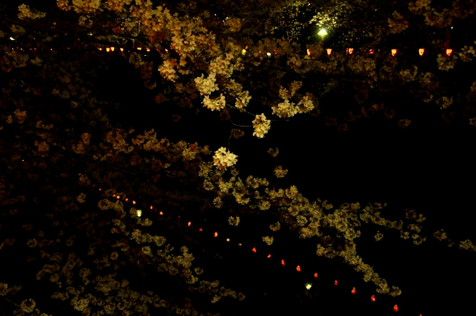 Lumières décoratives ressemblant à des fleurs dans le ciel nocturne avec des lanternes colorées