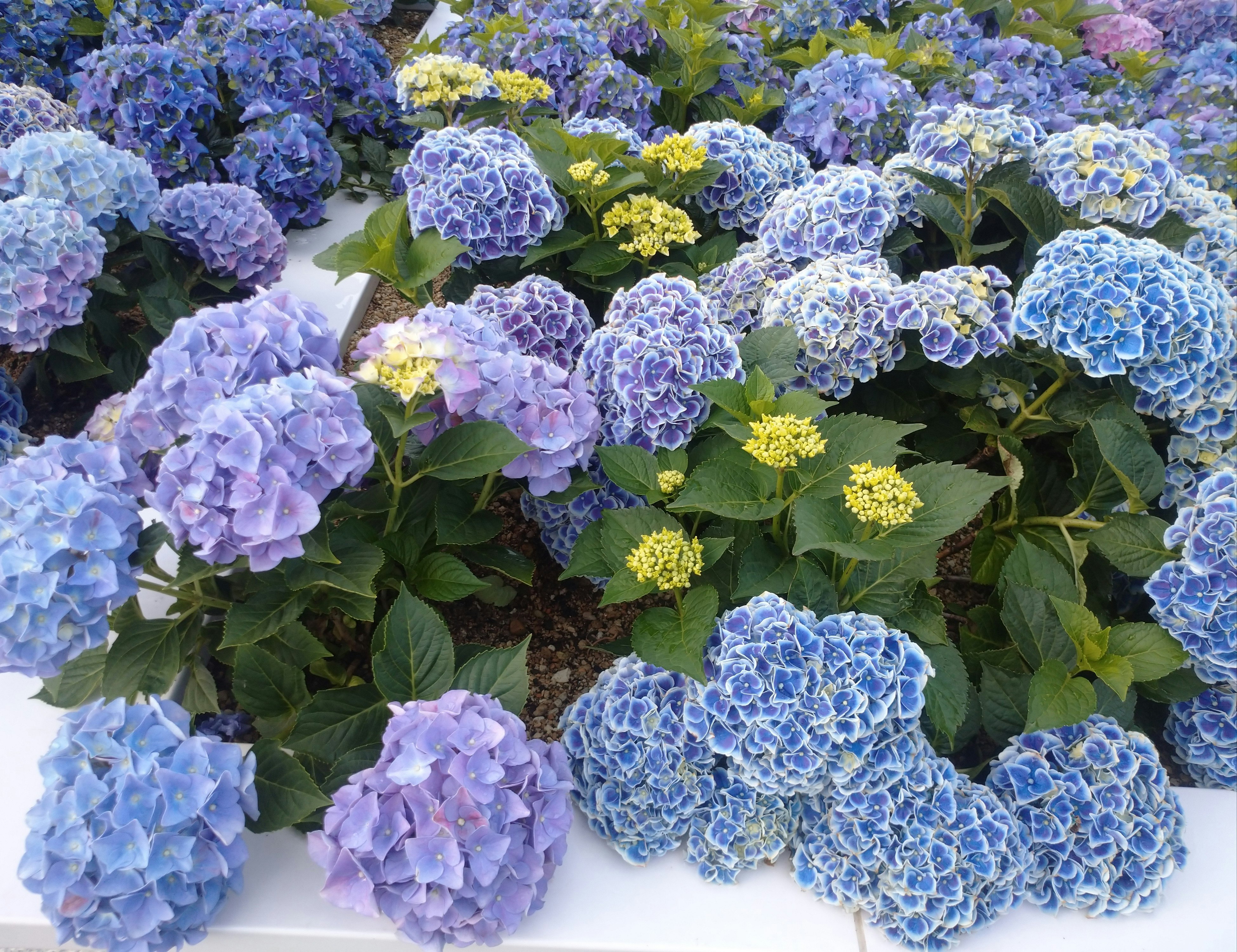 六月花壇裡的藍色繡球花