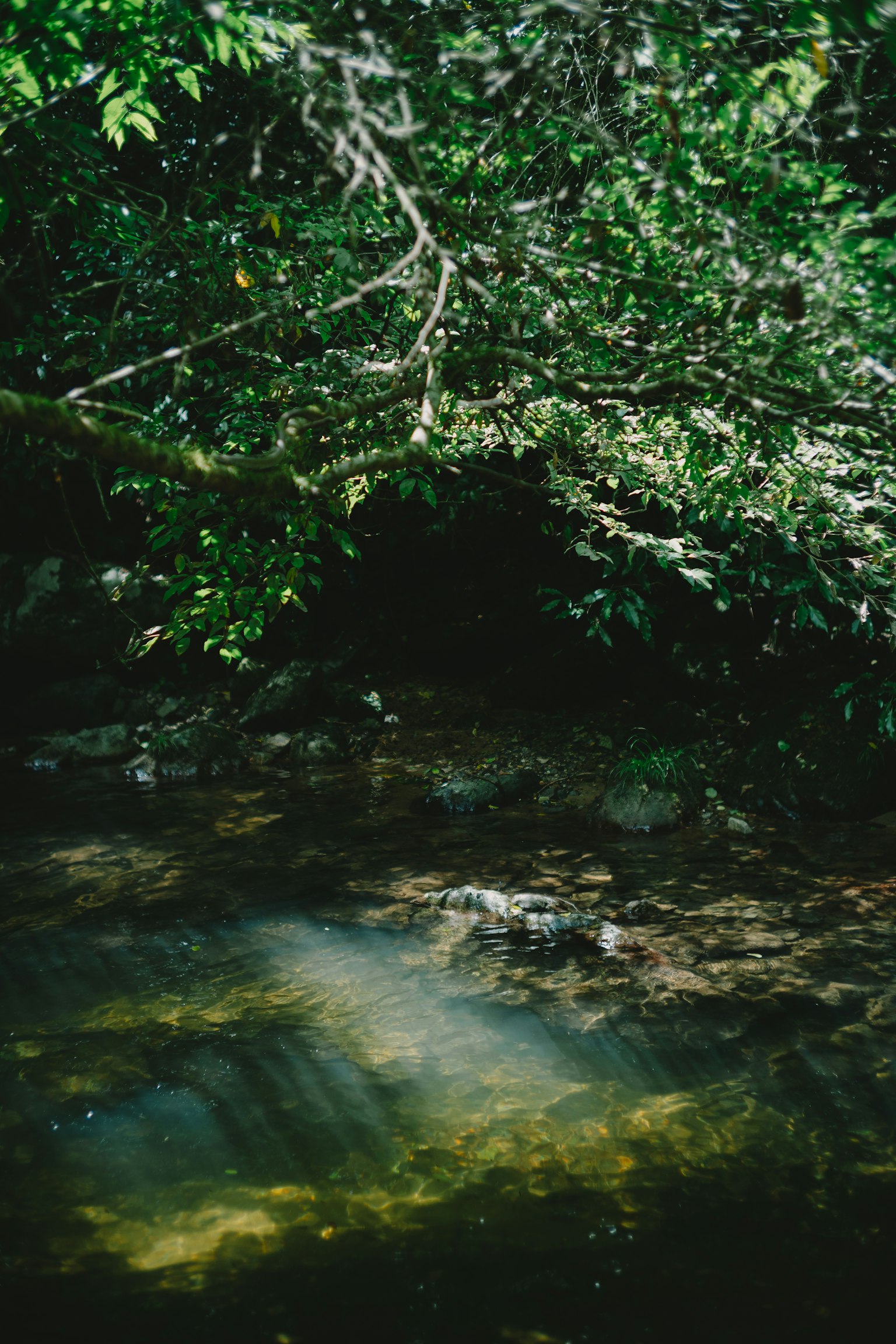 Une surface d'eau sereine entourée de verdure luxuriante