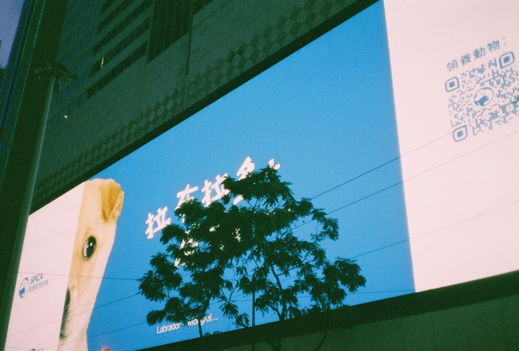 蓝天背景下的户外招牌与树