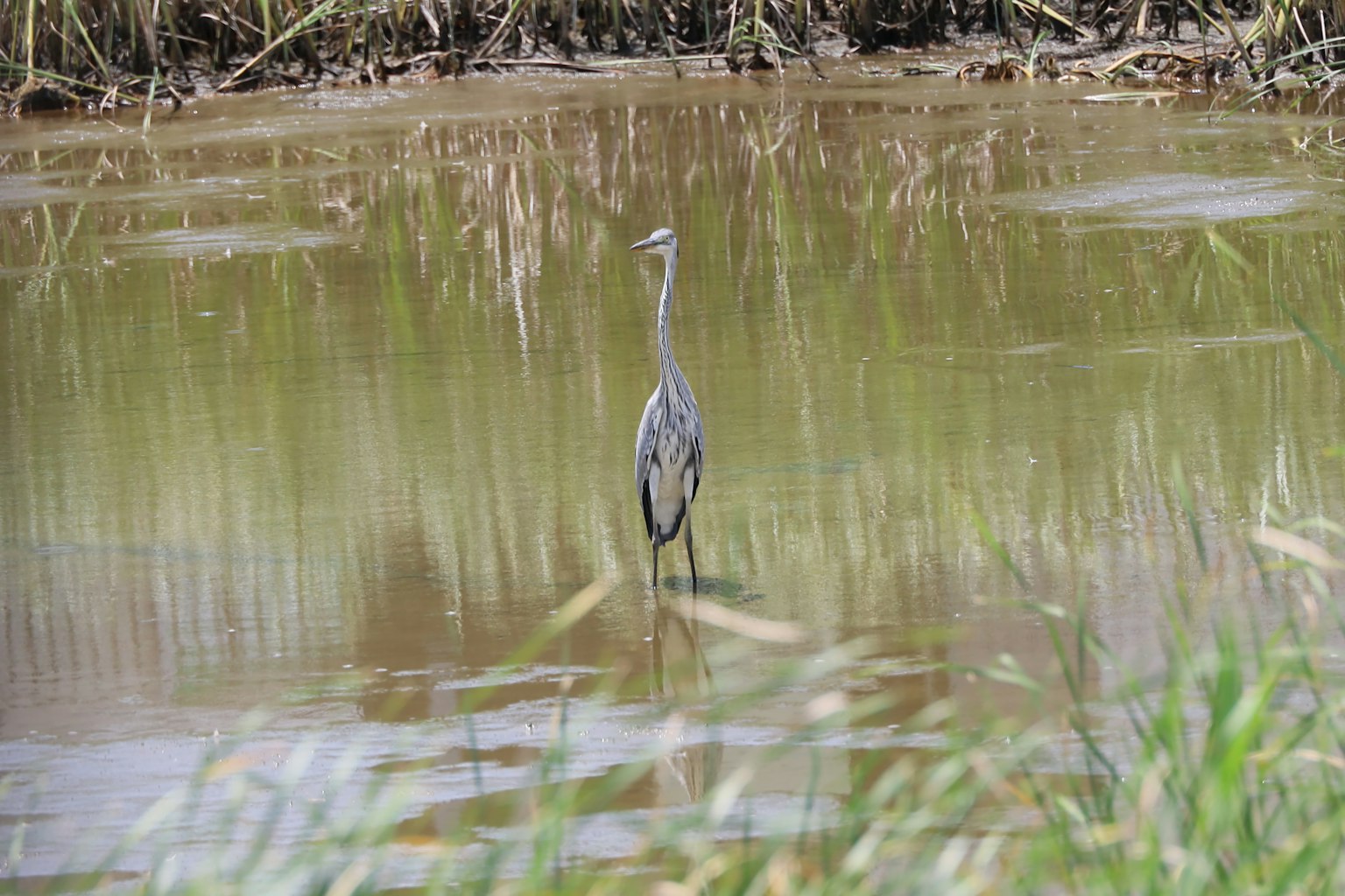 A heron standing in shallow water surrounded by reeds