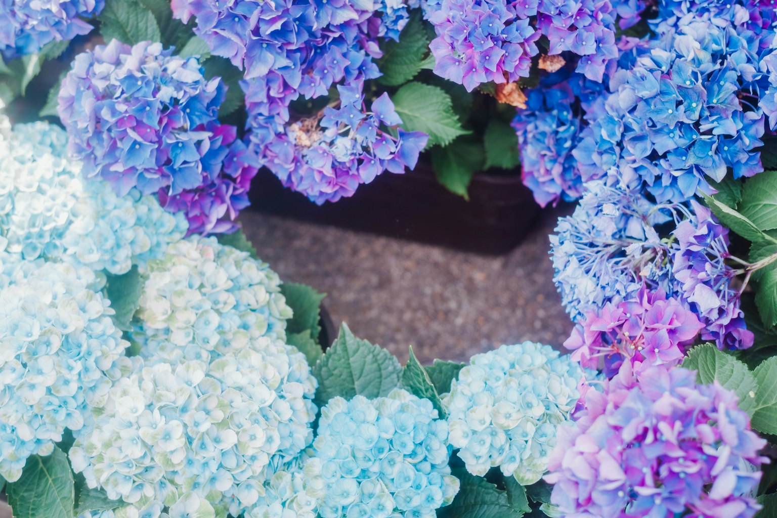 Hortensias en tonos de azul y púrpura floreciendo