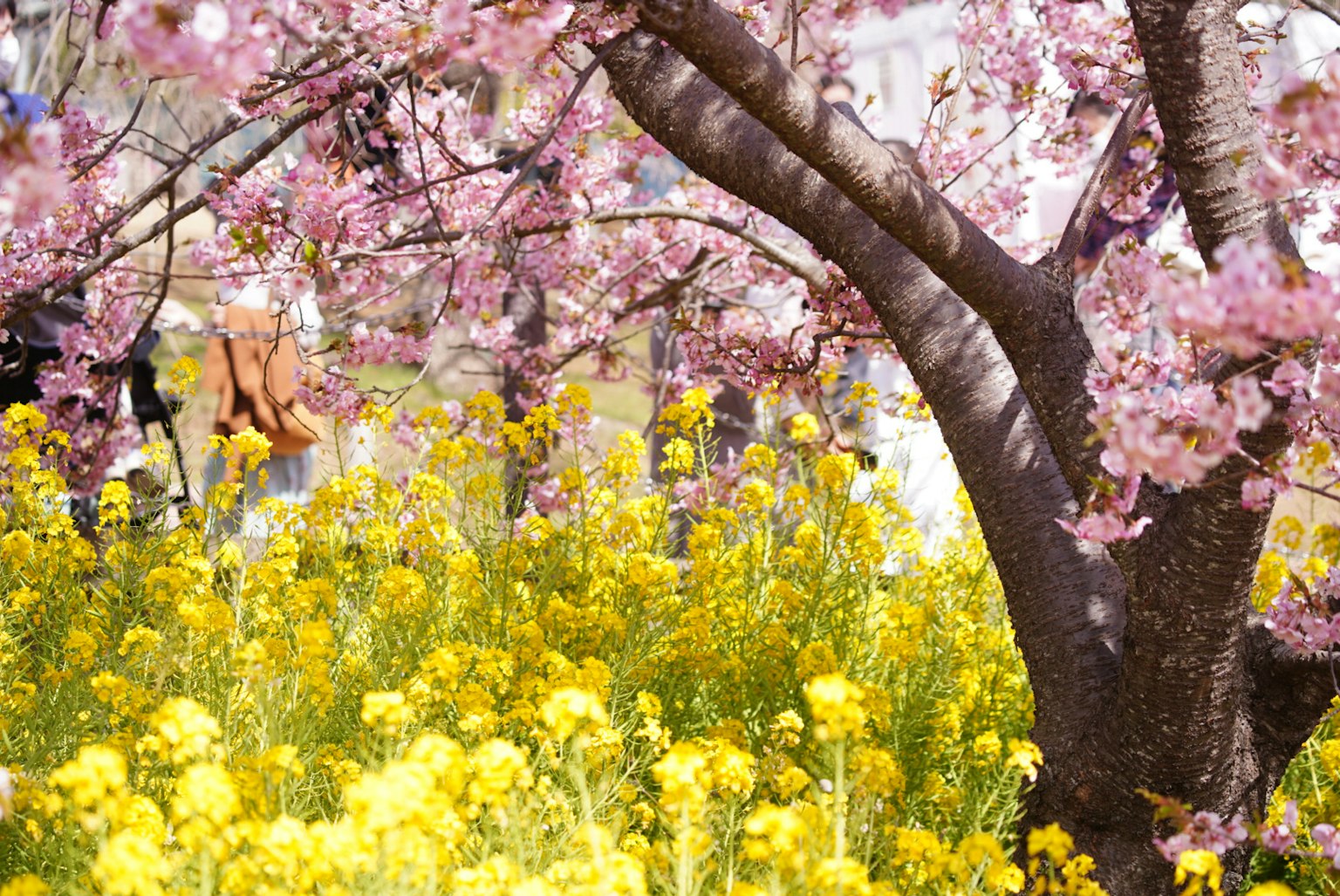 Beautiful scene with cherry blossom tree and yellow rapeseed flowers