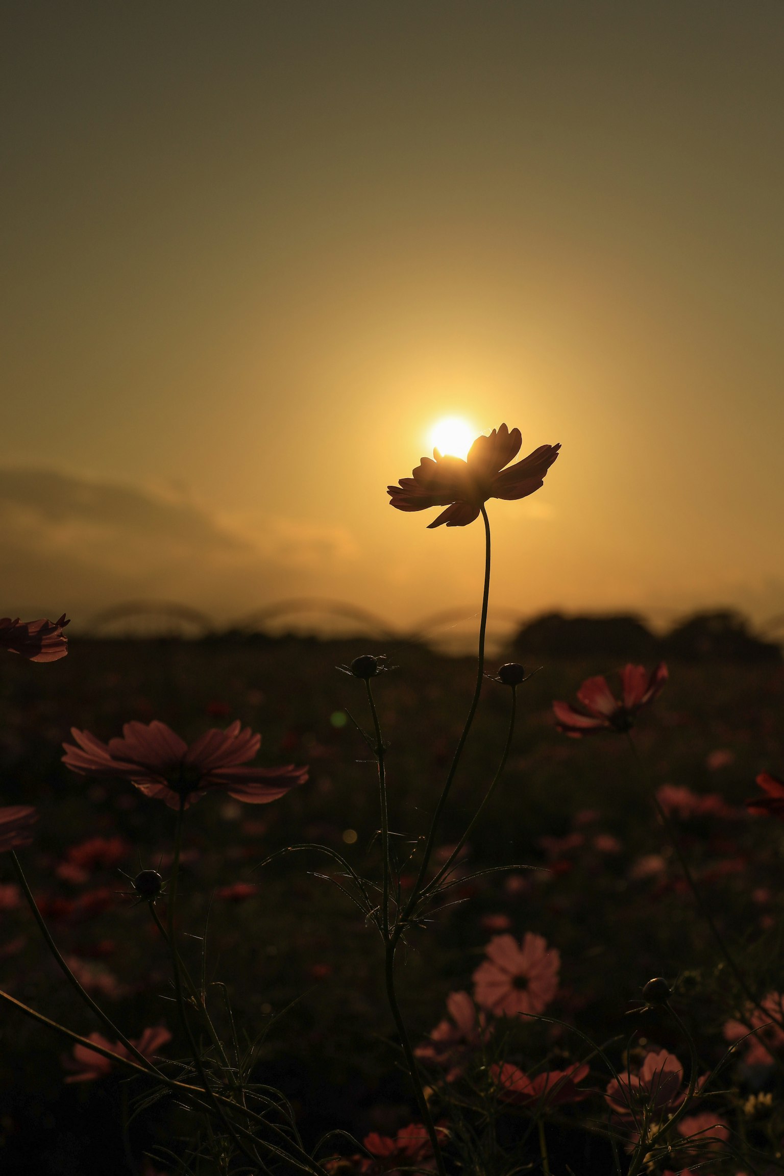 Hoa cosmos bóng đổ trước hoàng hôn