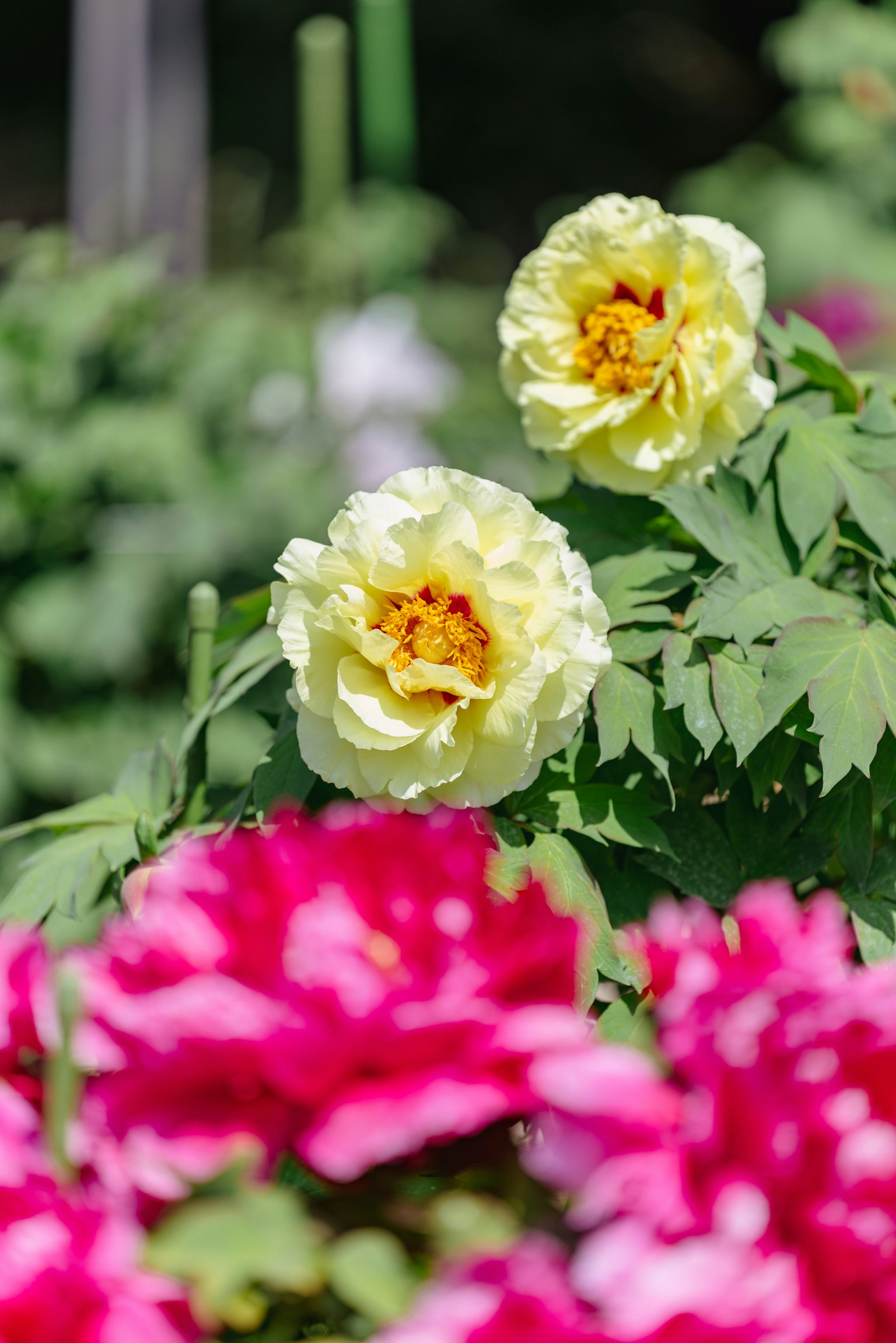 Fiori di peonia gialli circondati da fiori rosa vivaci