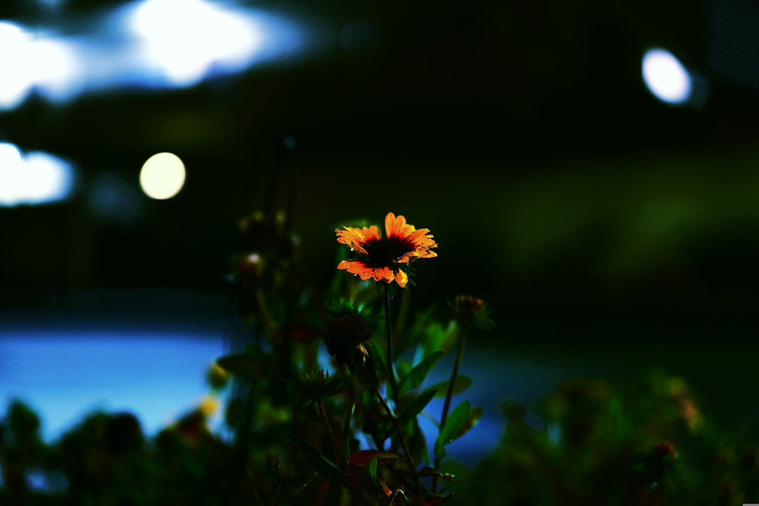 夜间被照亮的橙色花朵，背景模糊的灯光