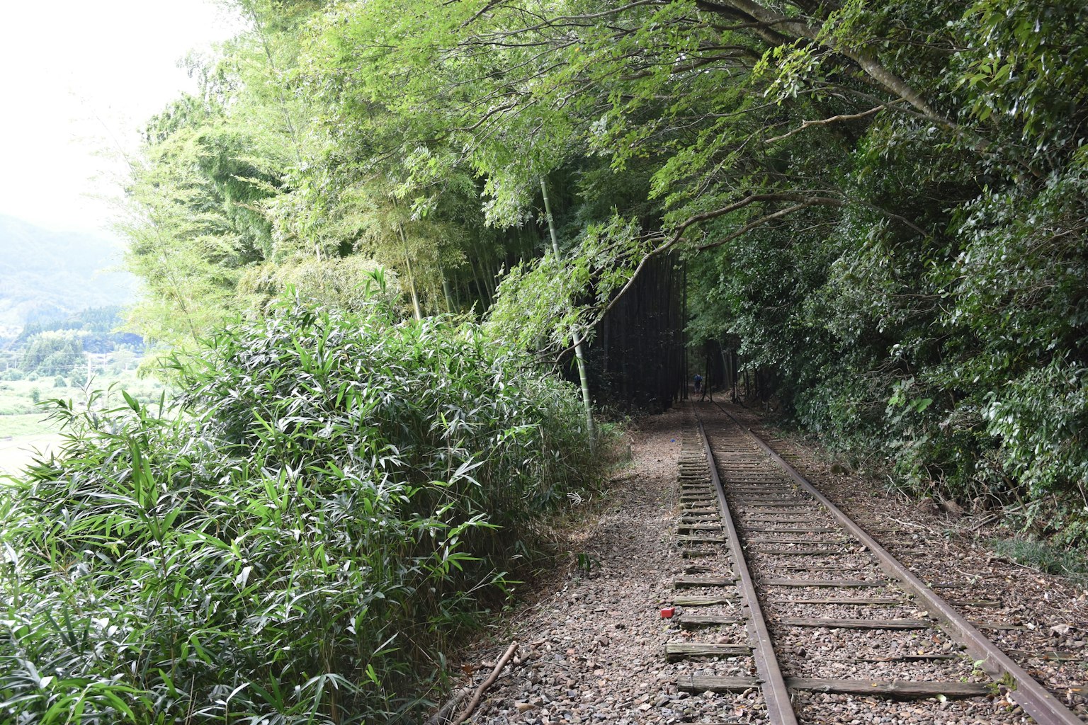 Eisenbahnschienen umgeben von üppigem Grün und Bäumen