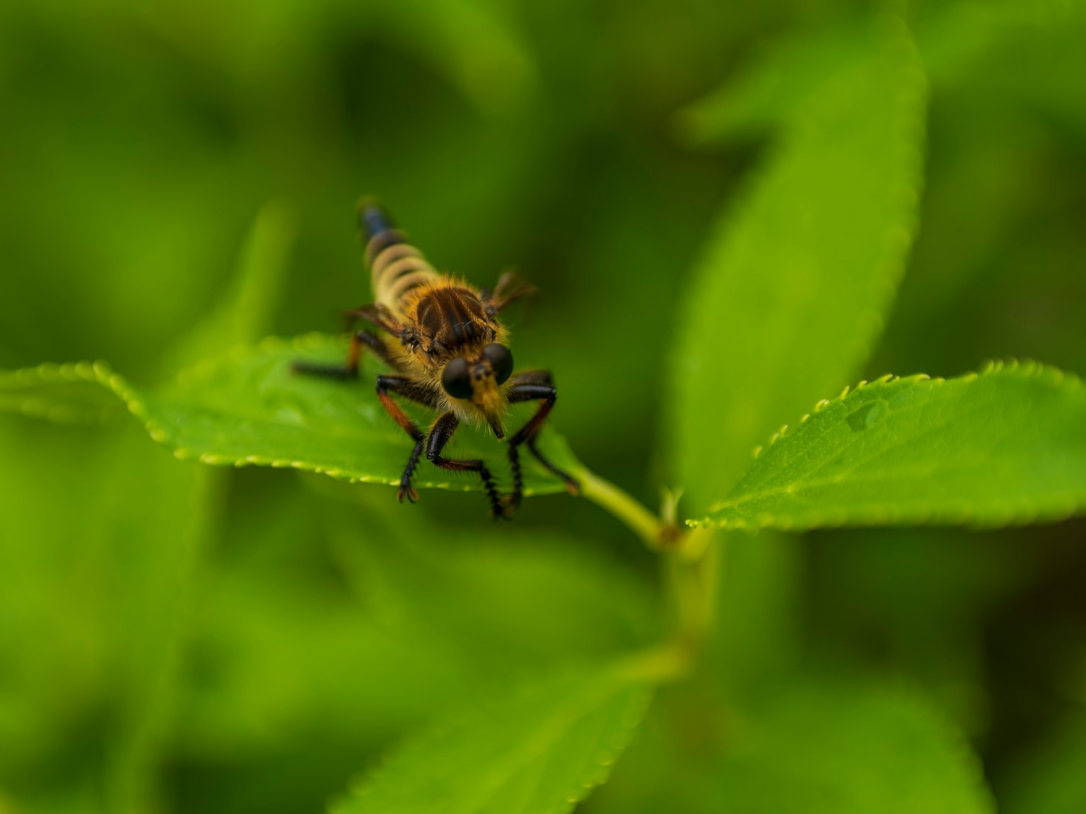 Primo piano di un insetto su una foglia con sfondo verde