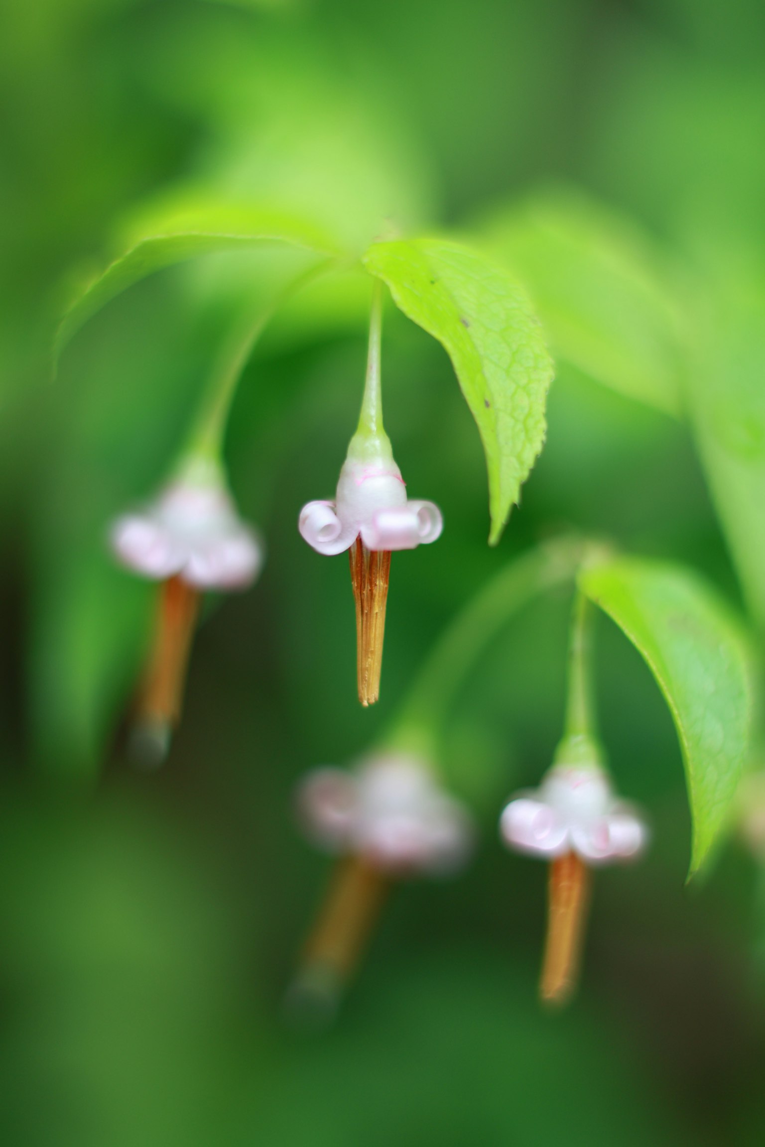 Nahaufnahme von grünen Blättern und kleinen weißen Blumen