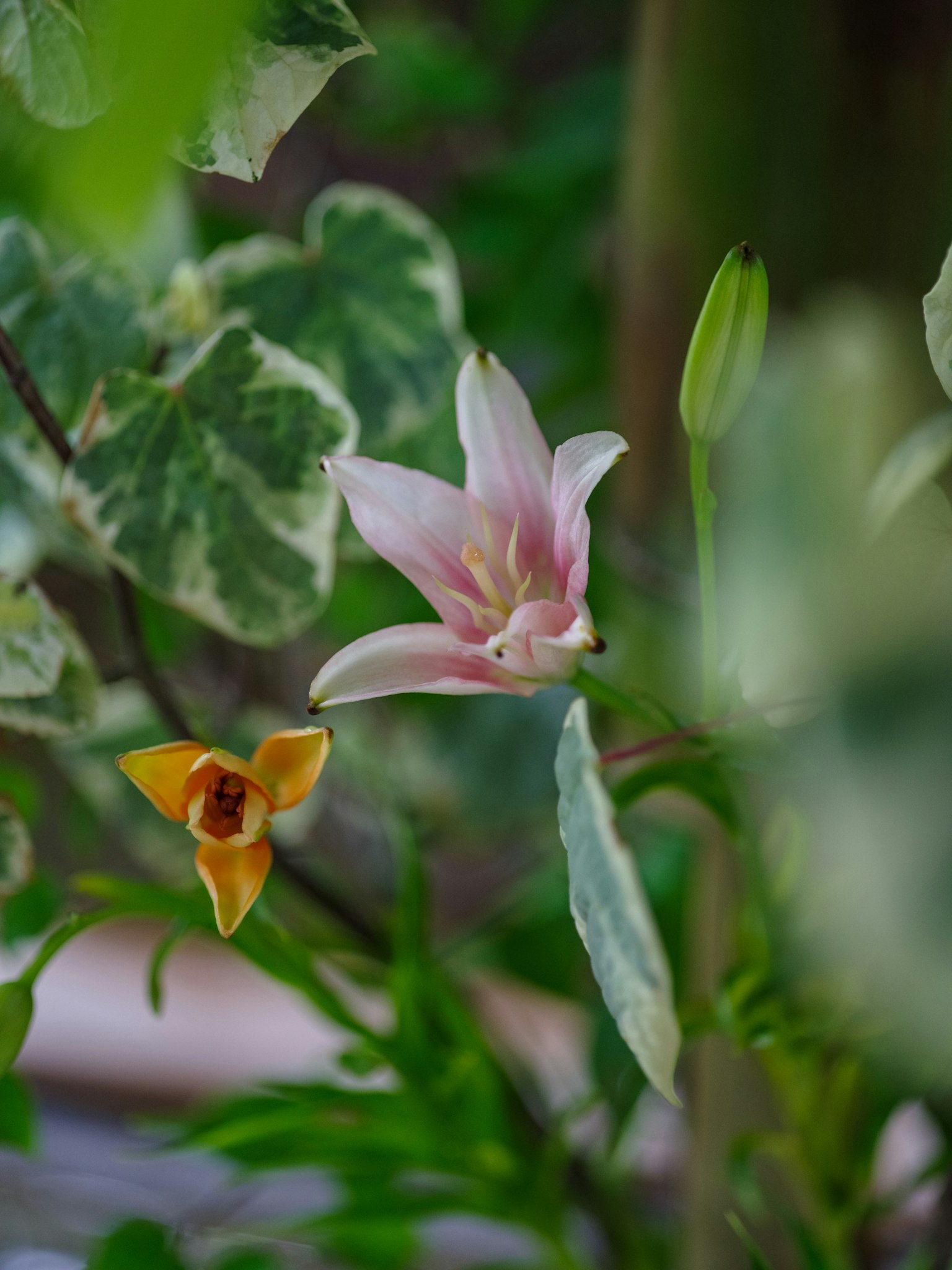 Un fiore rosa e un fiore arancione che sbocciano tra le foglie verdi