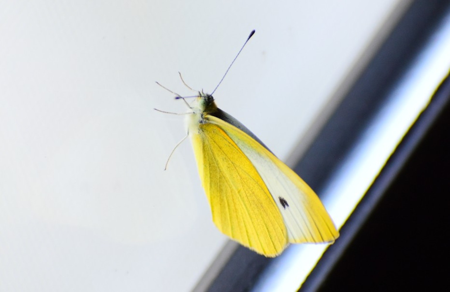 A yellow butterfly perched near a window