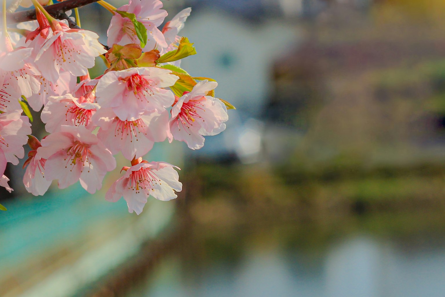Fiori di ciliegio in fiore con uno sfondo sfocato di acqua e case
