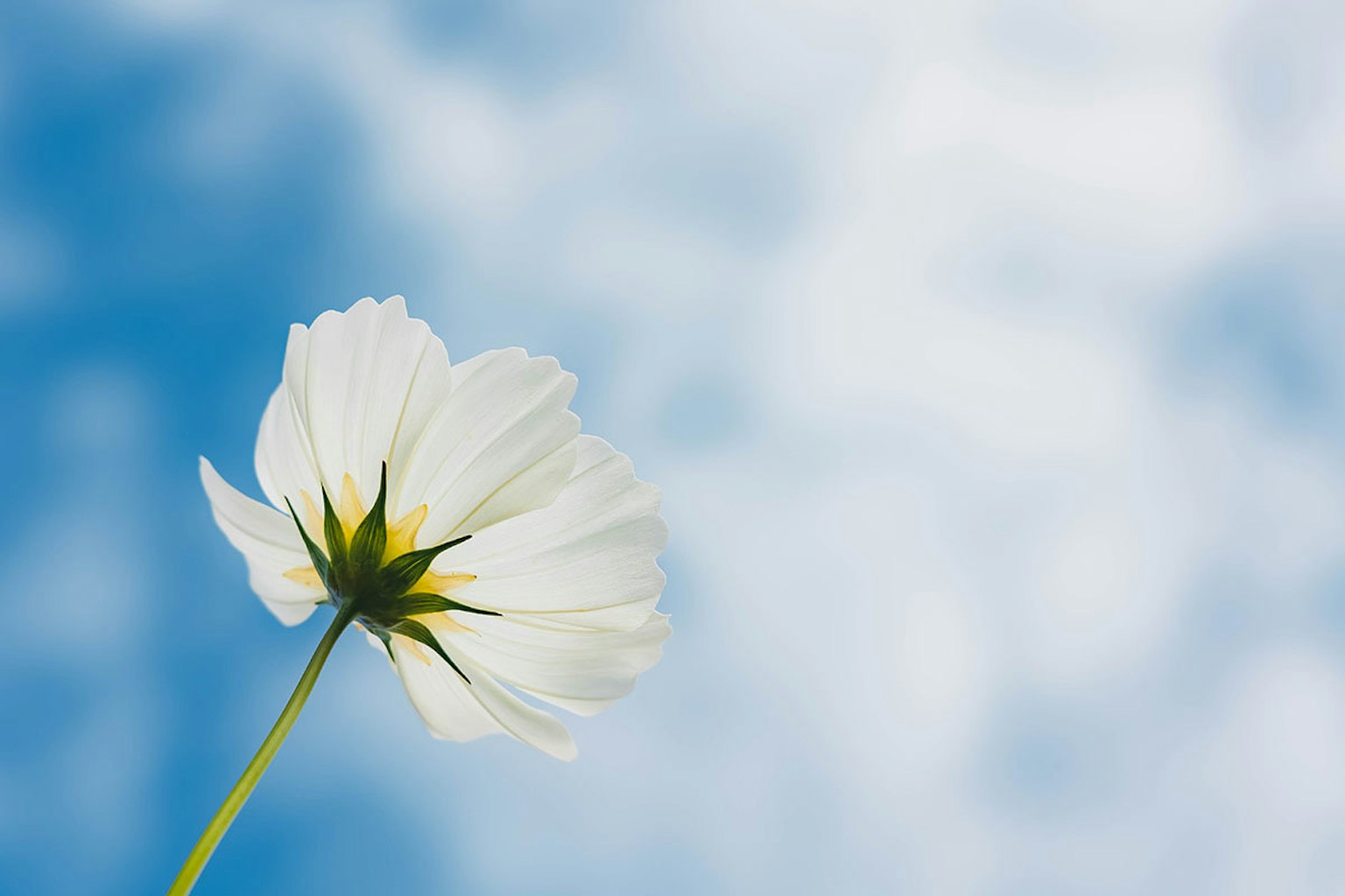 Acercamiento de una flor blanca contra un cielo azul